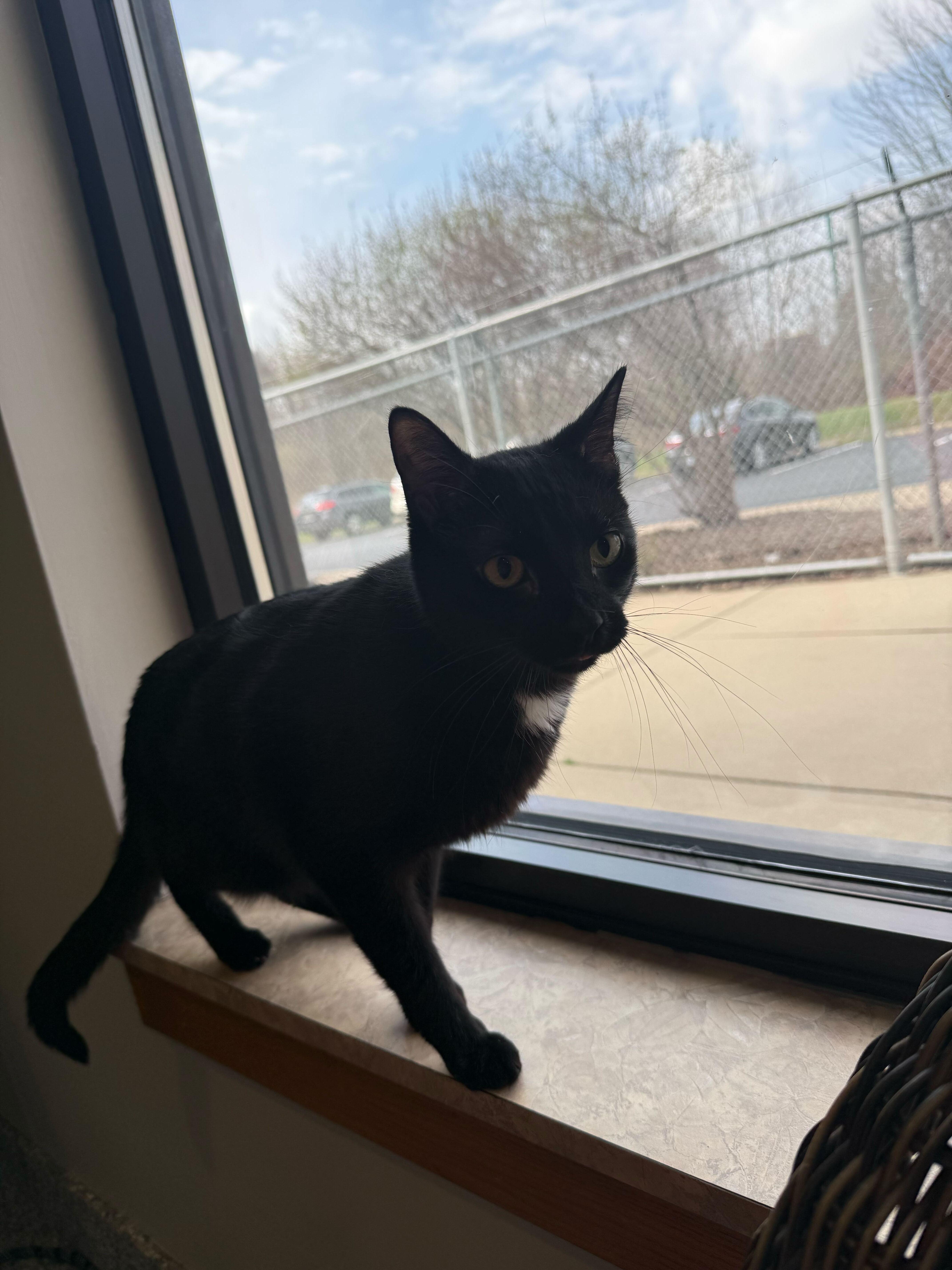 Enlarge Asher, a ADOPTABLE Tuxedo in Jackson, MI image 5/5