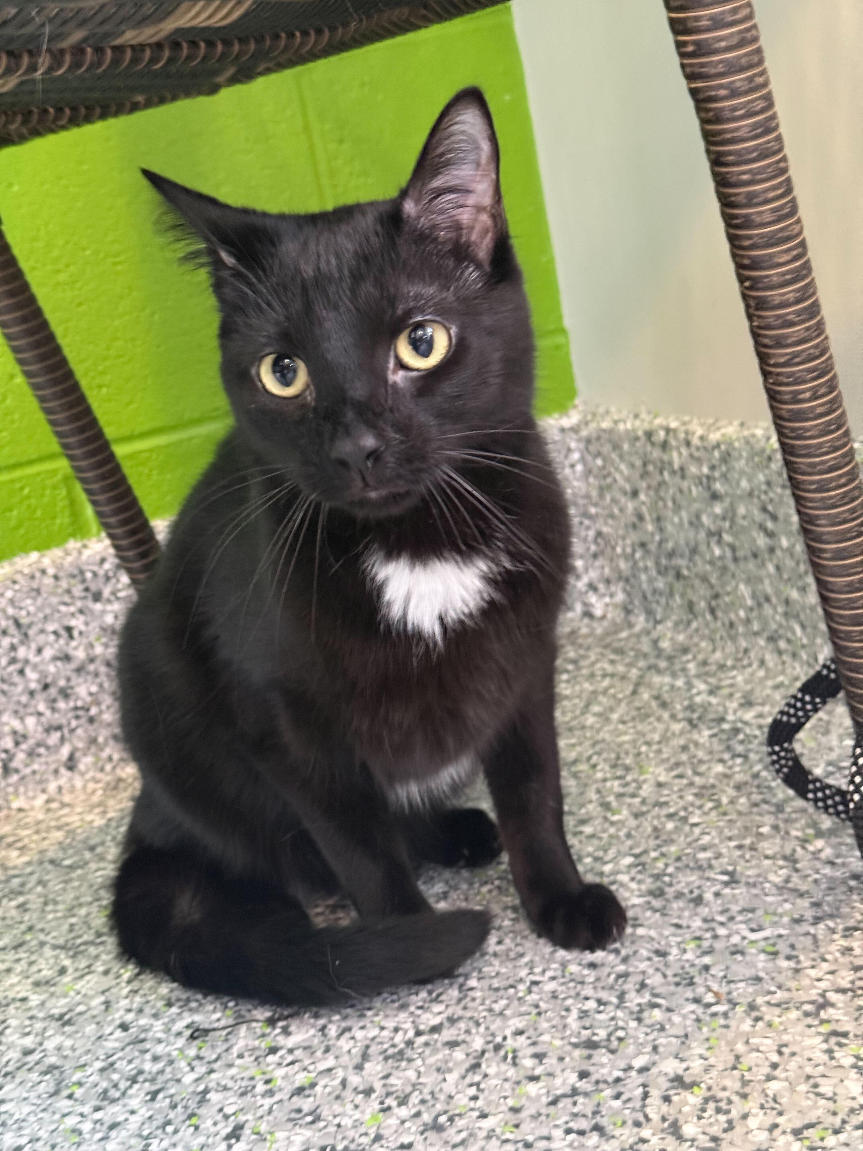 Enlarge Asher, a ADOPTABLE Tuxedo in Jackson, MI image 2/5