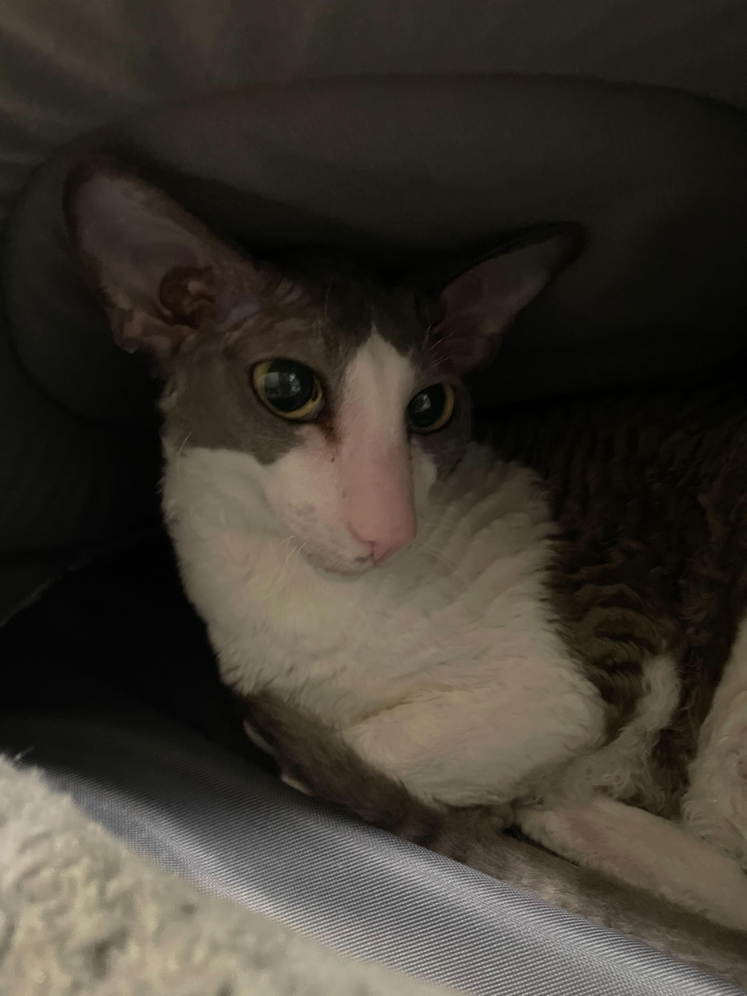 Enlarge Asher, a ADOPTABLE Tuxedo in Jackson, MI image 3/5