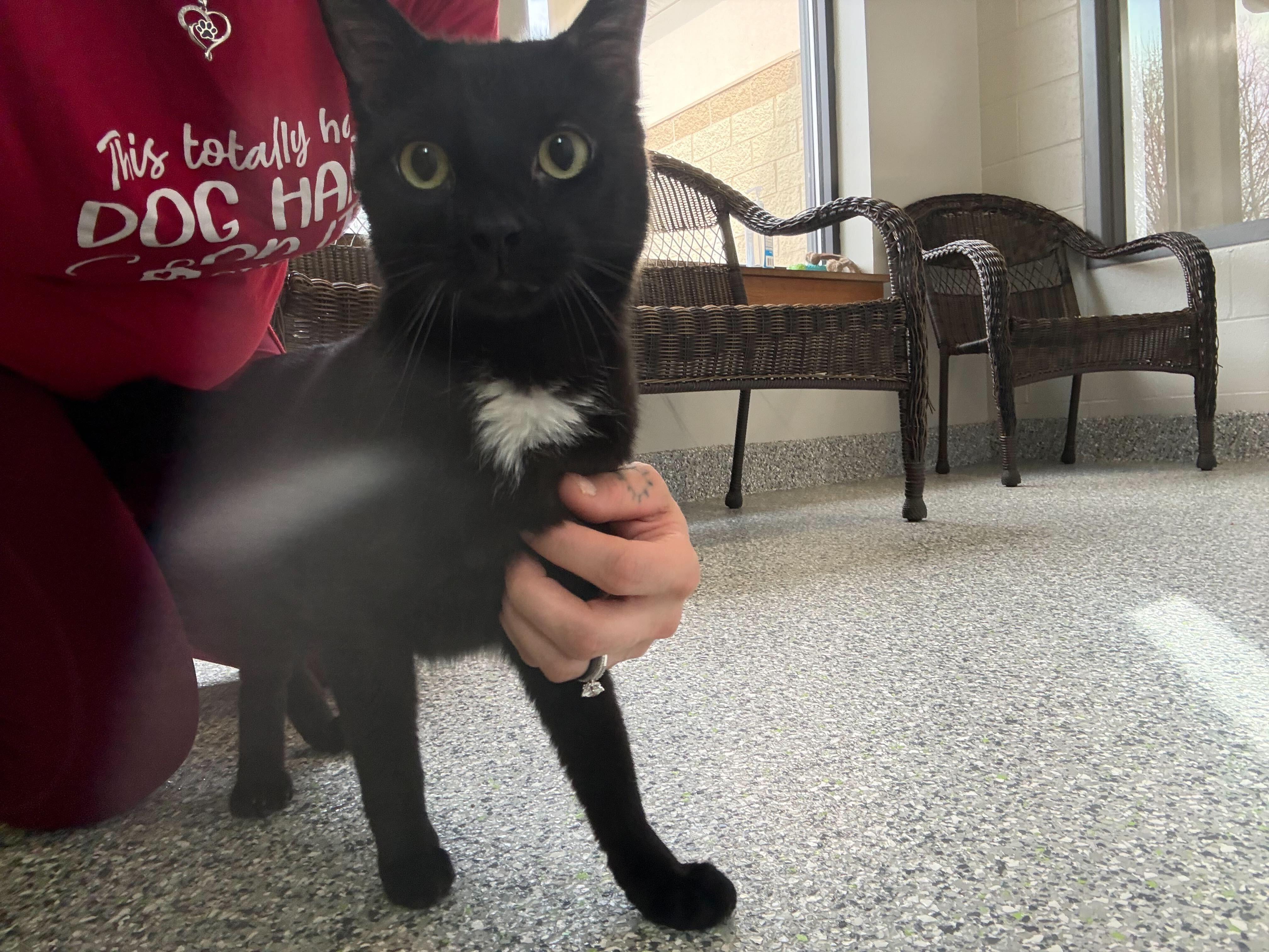 Enlarge Asher, a ADOPTABLE Tuxedo in Jackson, MI image 4/5