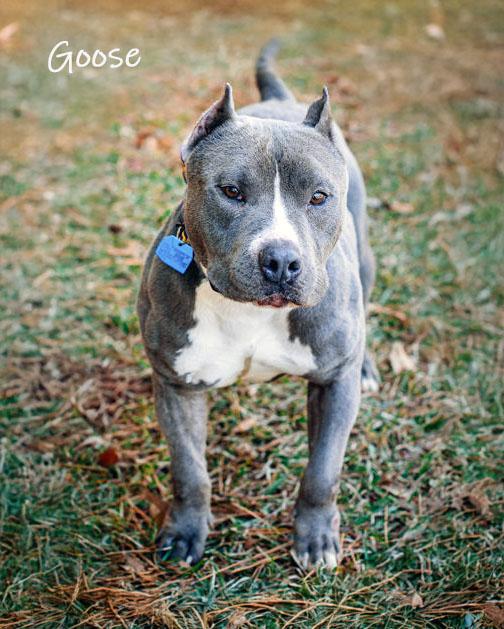 Enlarge Goose, a Adoptable Pit Bull Terrier in Bishop, GA image 1/1