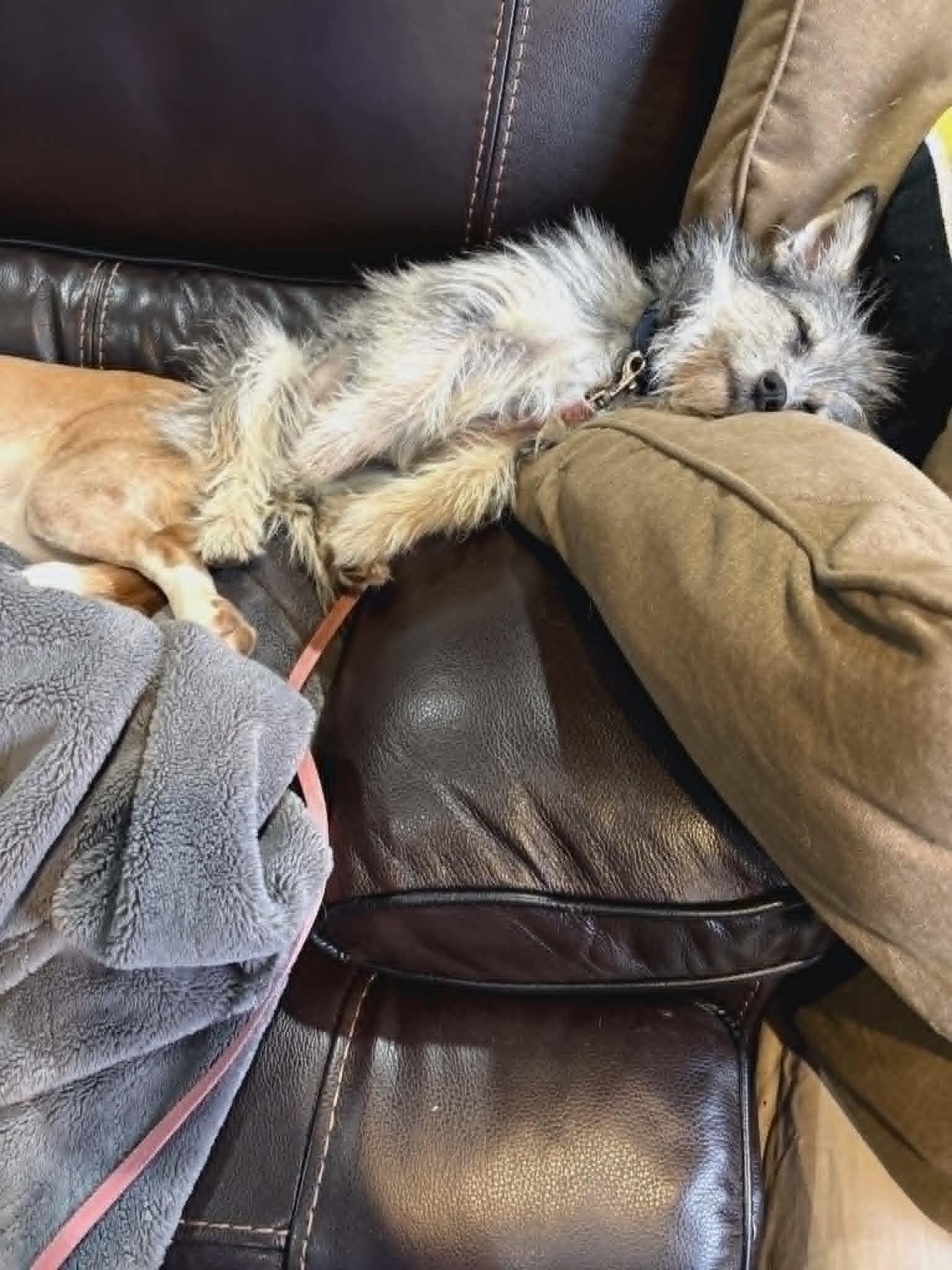 Enlarge Gigi-READ ENTIRE BIO, an adopted mixed breed in Oak Harbor, WA image 2/6