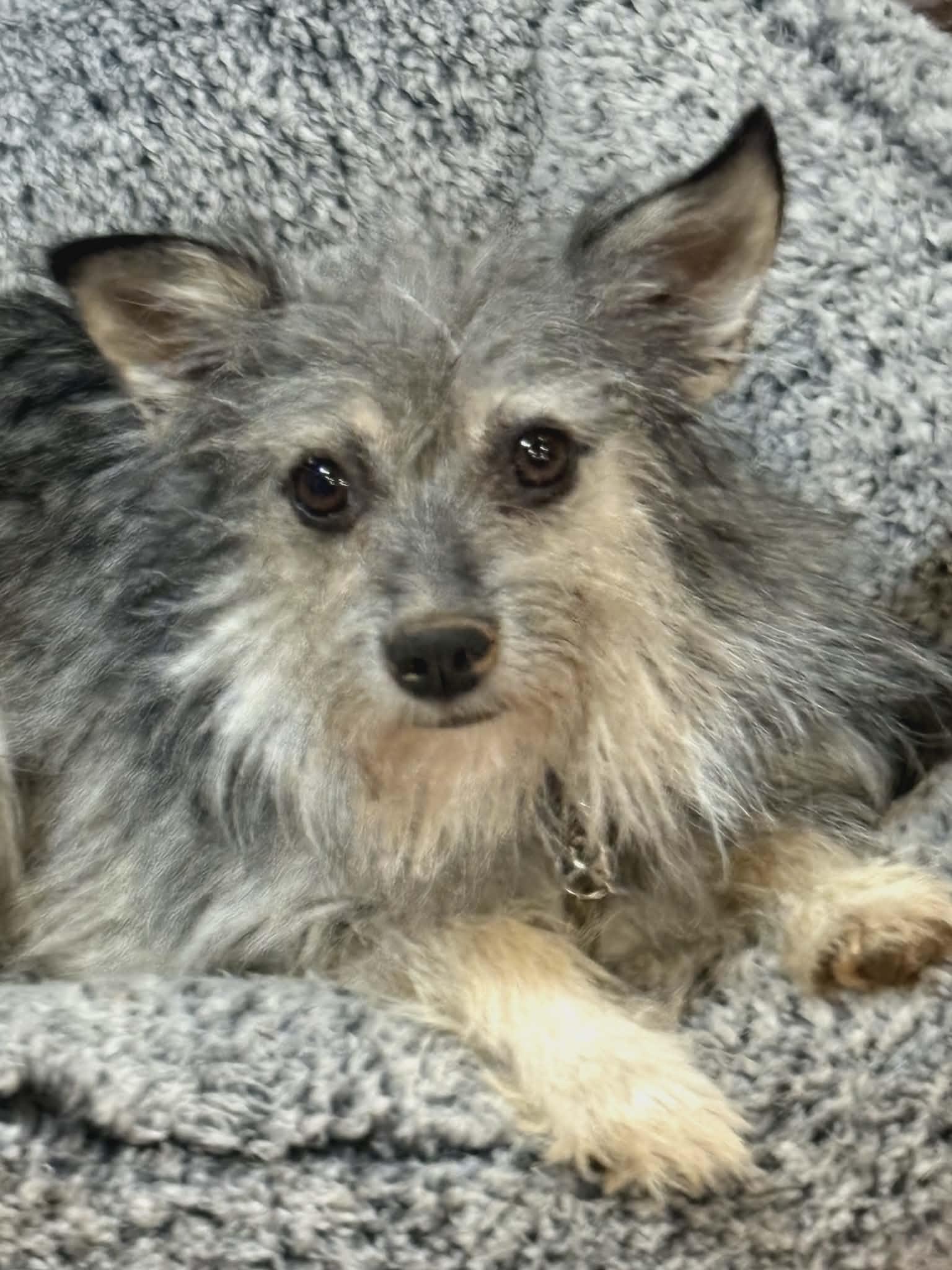 Enlarge Gigi-READ ENTIRE BIO, an adopted mixed breed in Oak Harbor, WA image 1/6