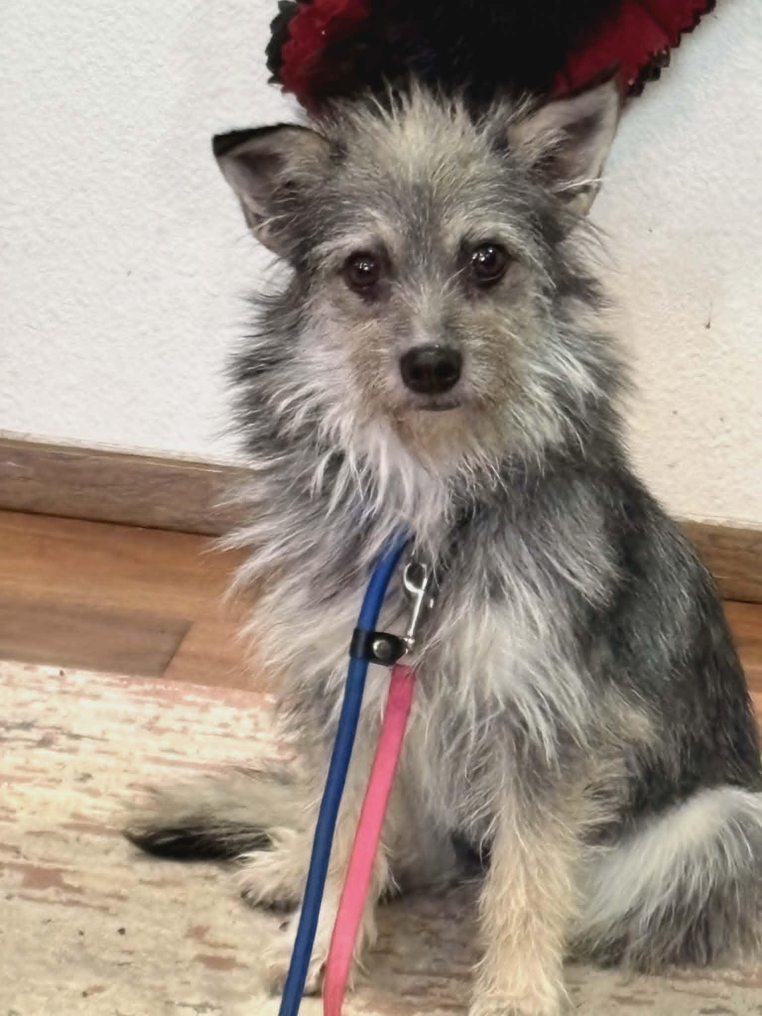 Enlarge Gigi-READ ENTIRE BIO, an adopted mixed breed in Oak Harbor, WA image 3/6