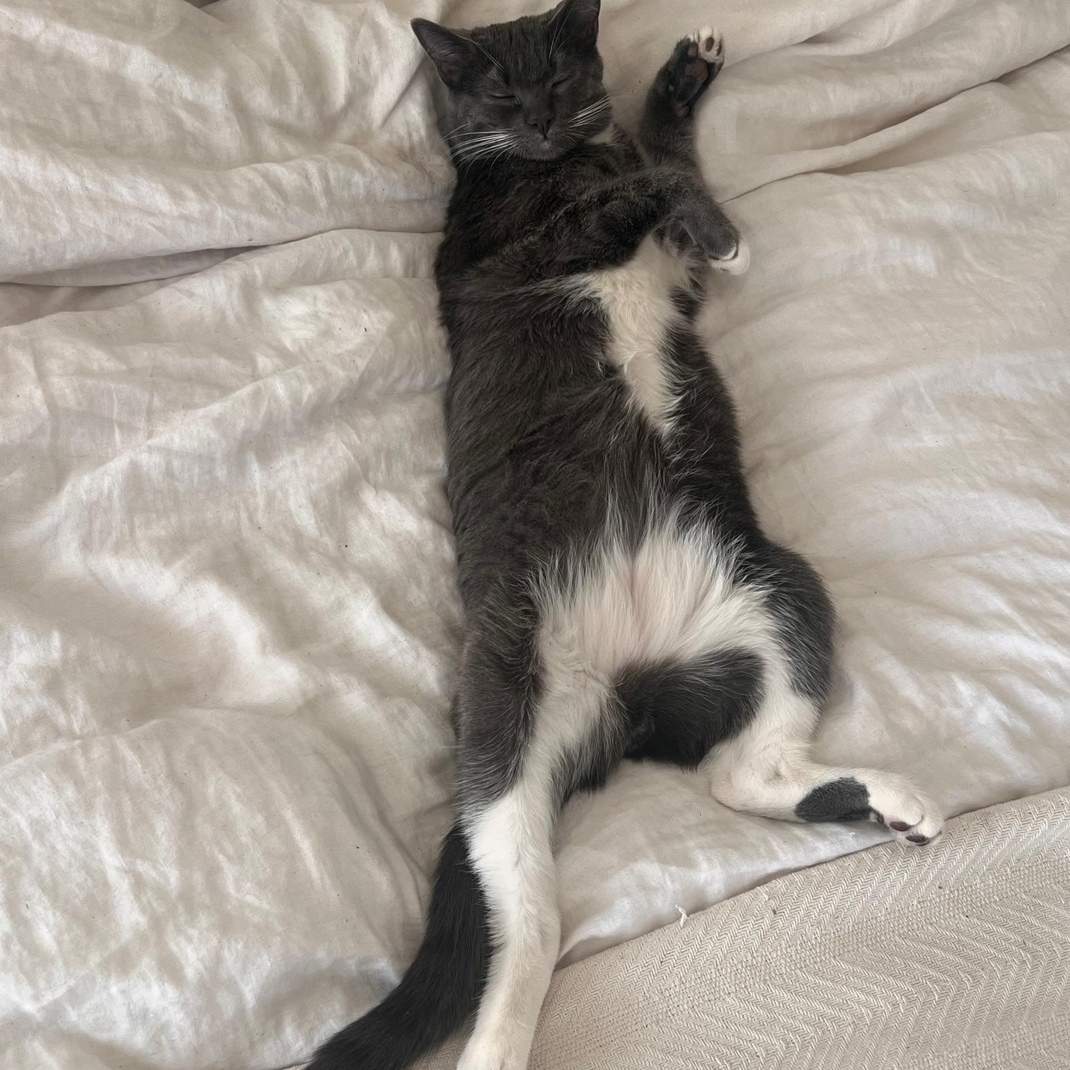 Enlarge Gri, a Adoptable Domestic Short Hair in Los Angeles, CA image 3/5