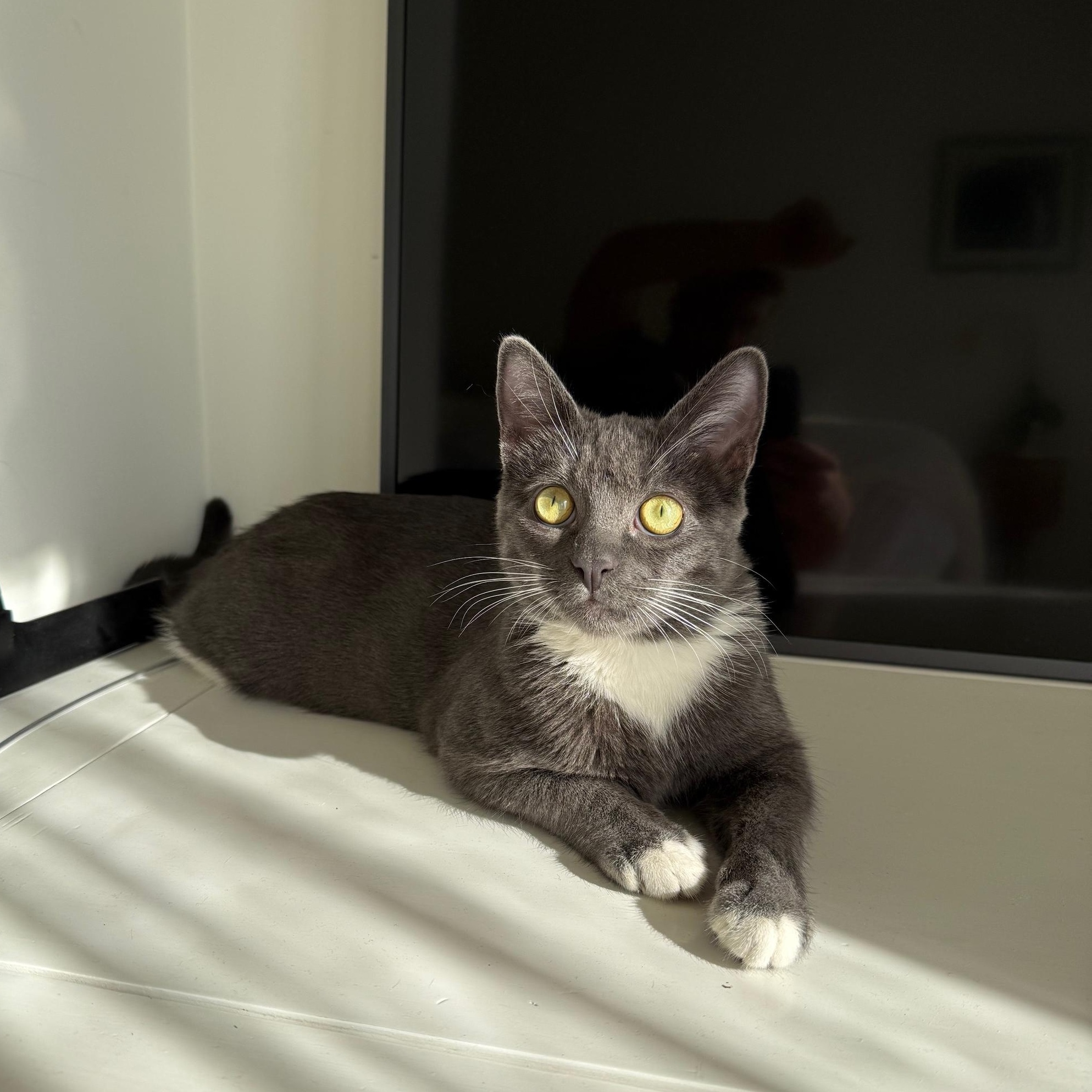 Enlarge Gri, a Adoptable Domestic Short Hair in Los Angeles, CA image 1/5