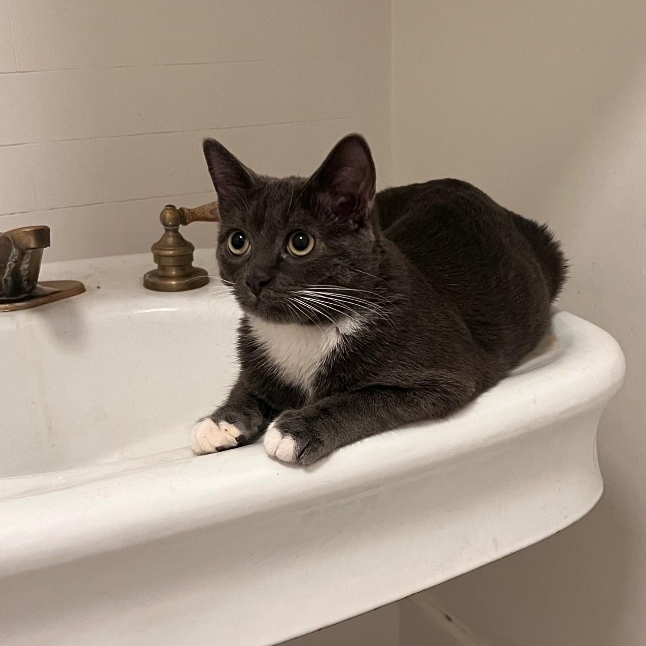 Enlarge Gri, a Adoptable Domestic Short Hair in Los Angeles, CA image 4/5