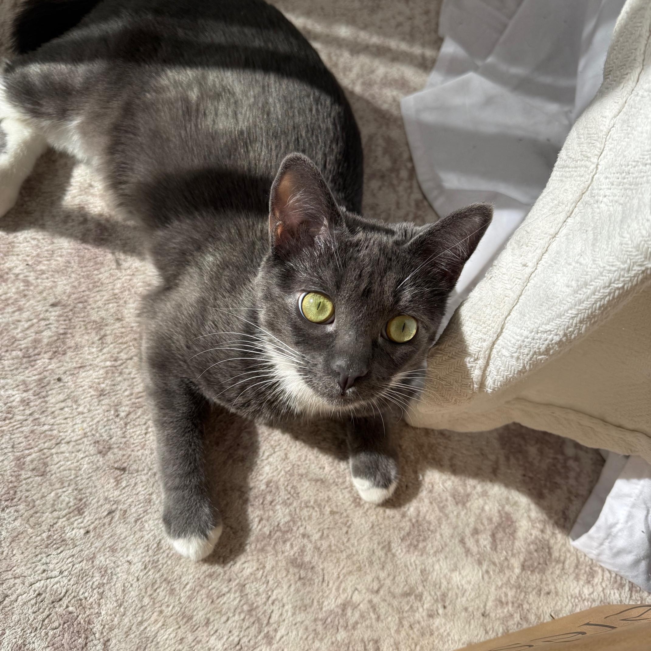 Enlarge Gri, a Adoptable Domestic Short Hair in Los Angeles, CA image 2/5