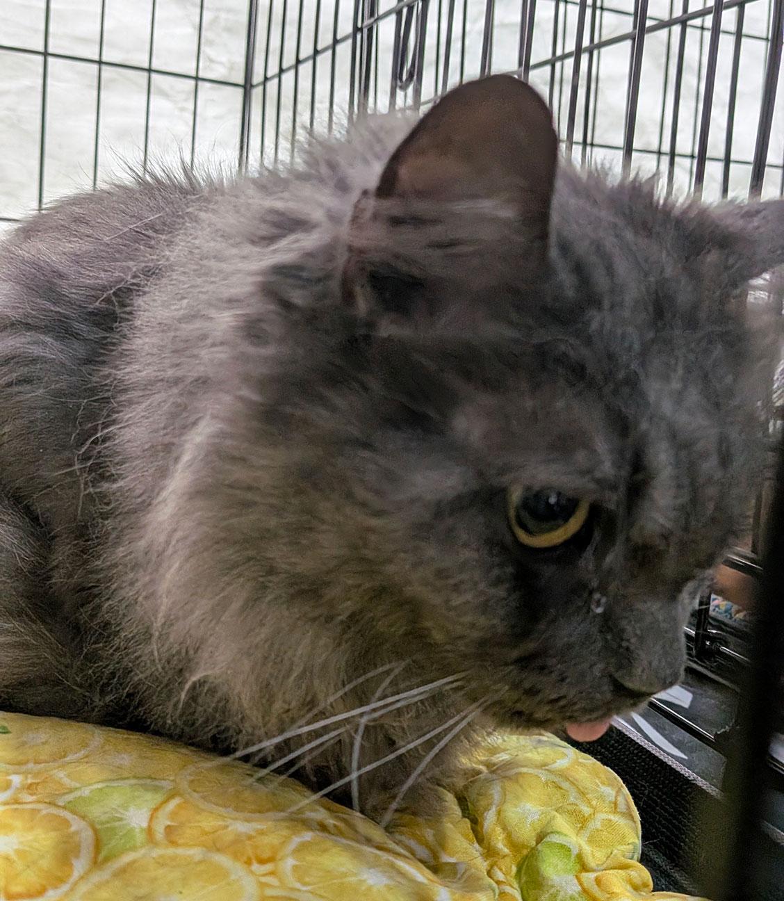 Enlarge Maxwell, a ADOPTABLE Nebelung in Brooklyn, NY image 1/2