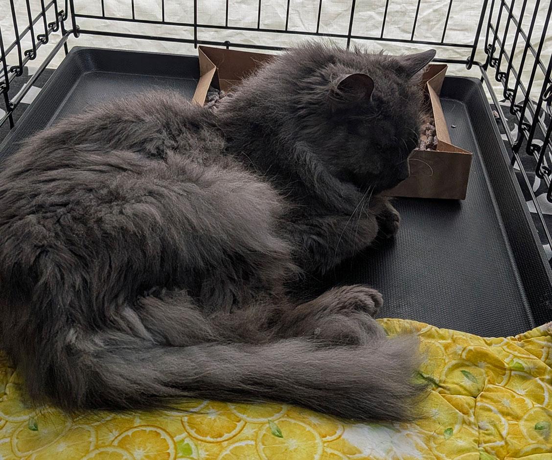 Enlarge Maxwell, a ADOPTABLE Nebelung in Brooklyn, NY image 2/2
