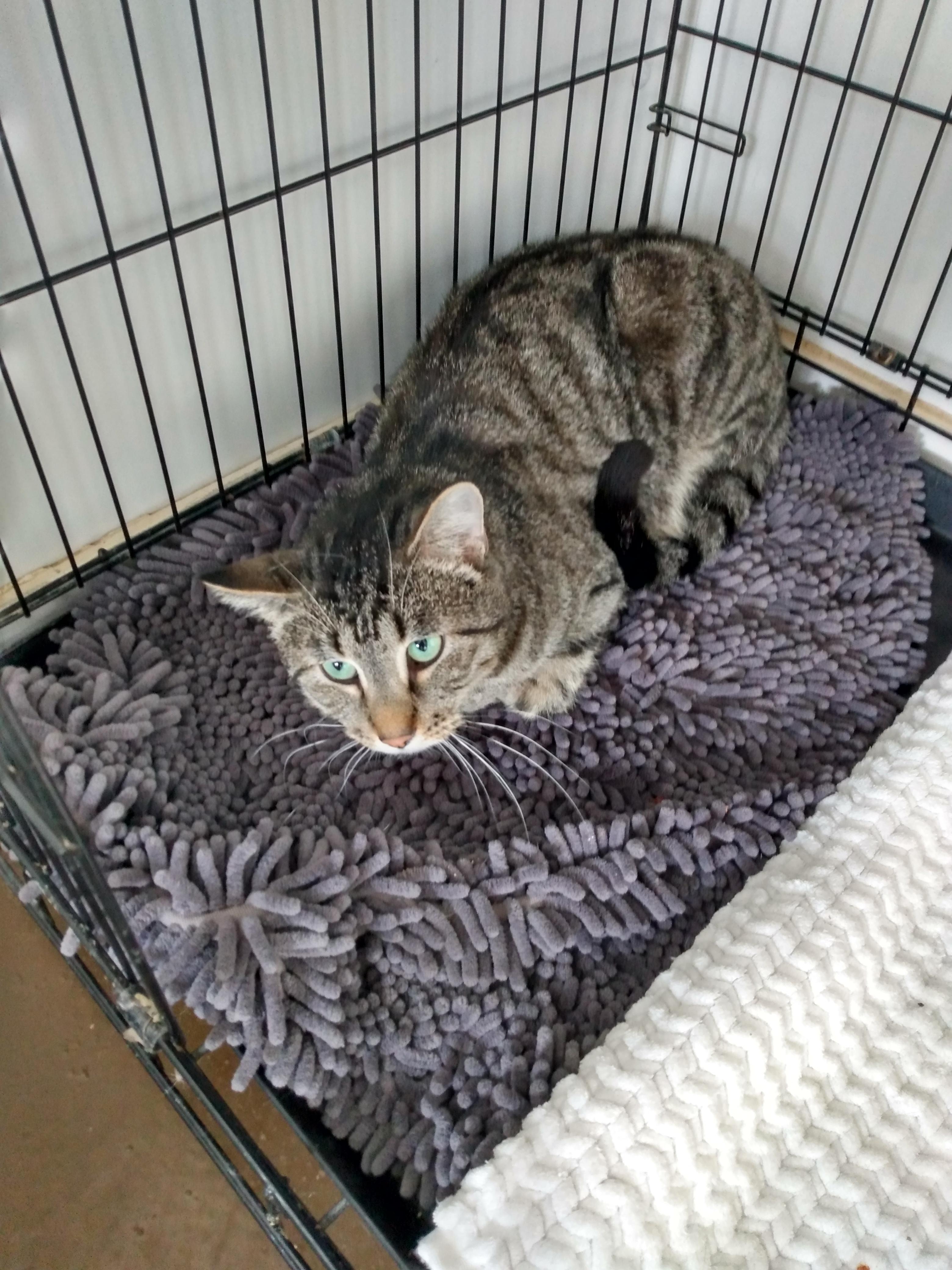 Boss, Adoptable, Adult Male Tabby.