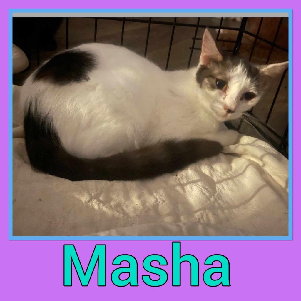 Enlarge Masha, a Adoptable mixed breed in Richland Hills, TX image 2/2