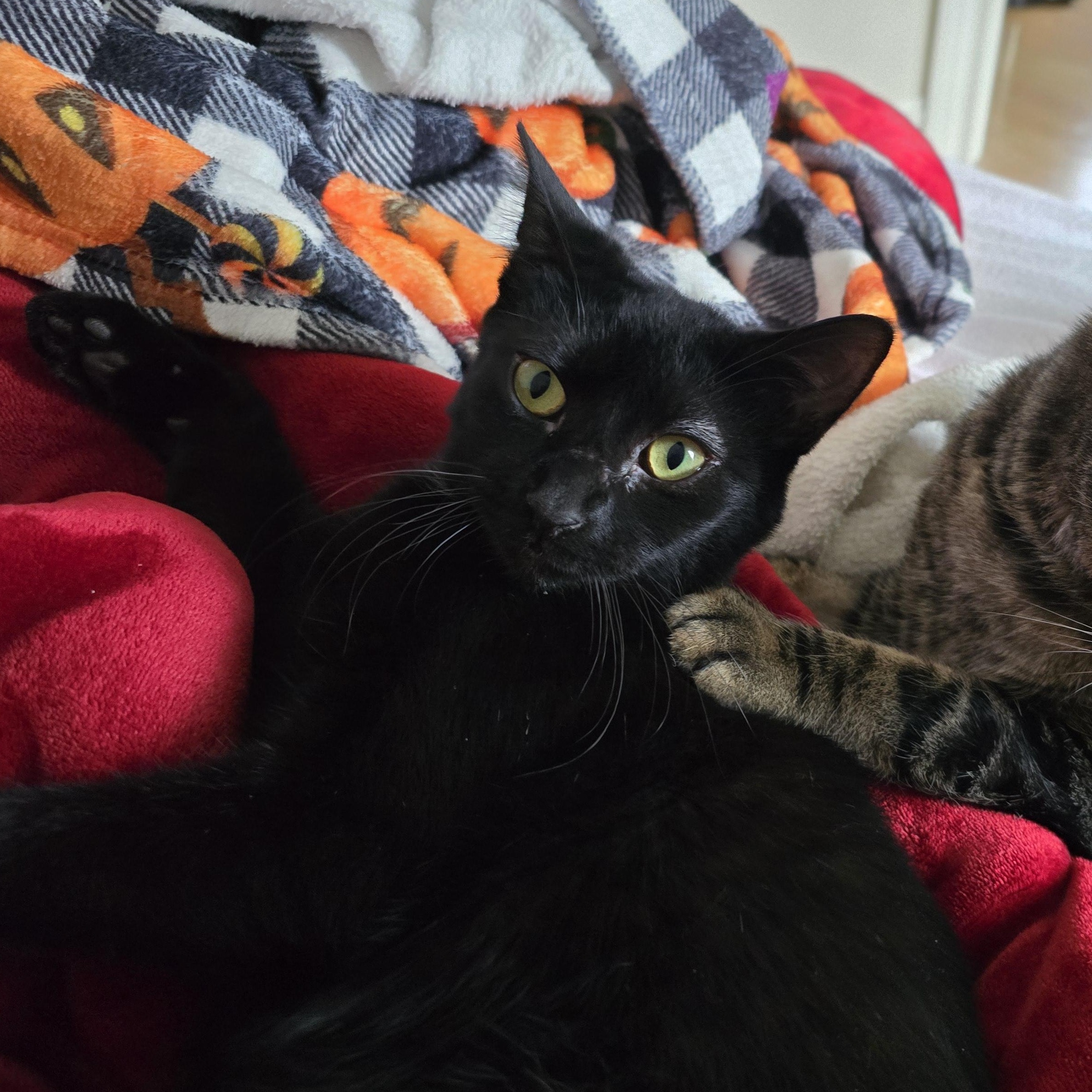 Enlarge Lilith, a Adoptable Domestic Short Hair in Woodbridge, NJ image 1/5