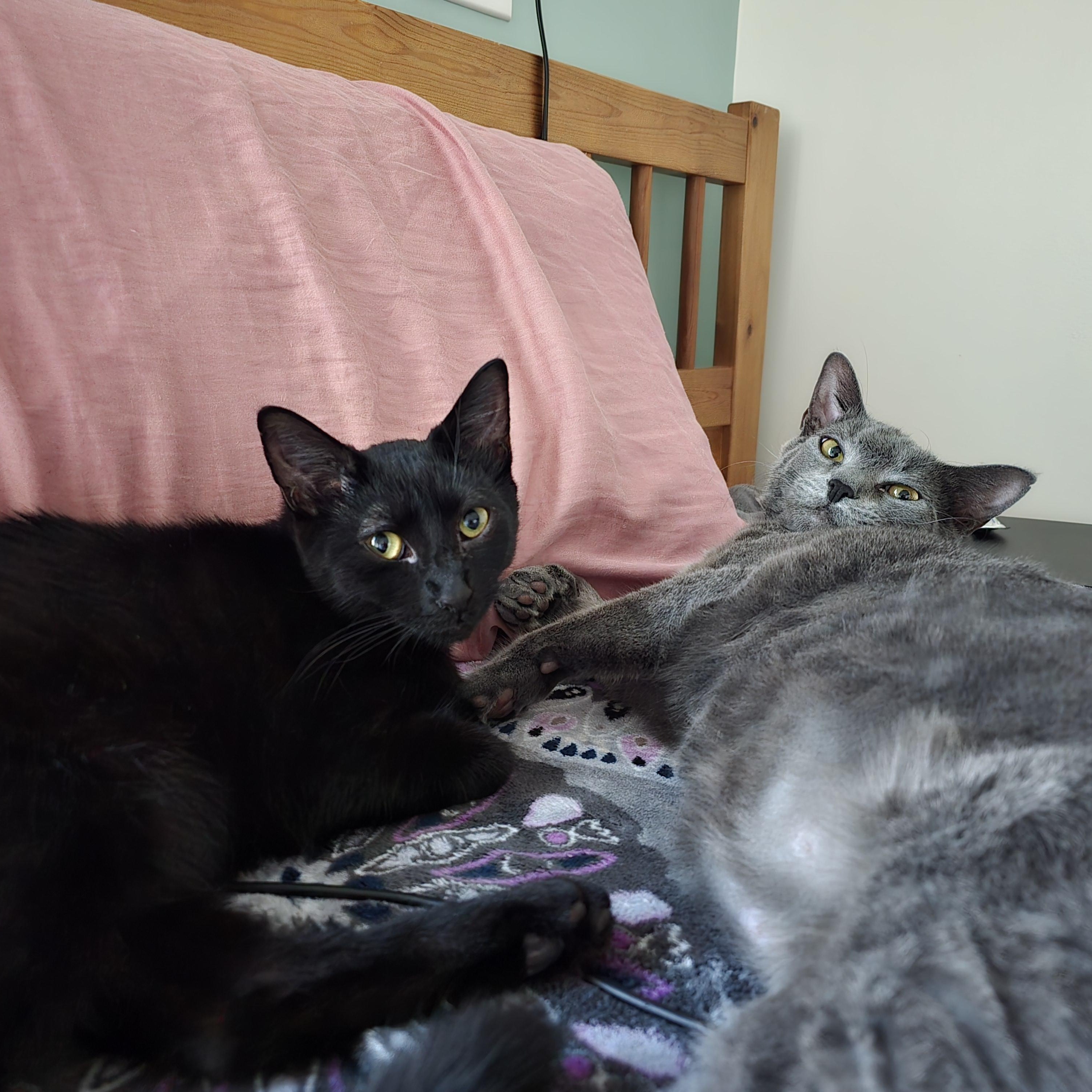 Enlarge Lilith, a Adoptable Domestic Short Hair in Woodbridge, NJ image 2/5