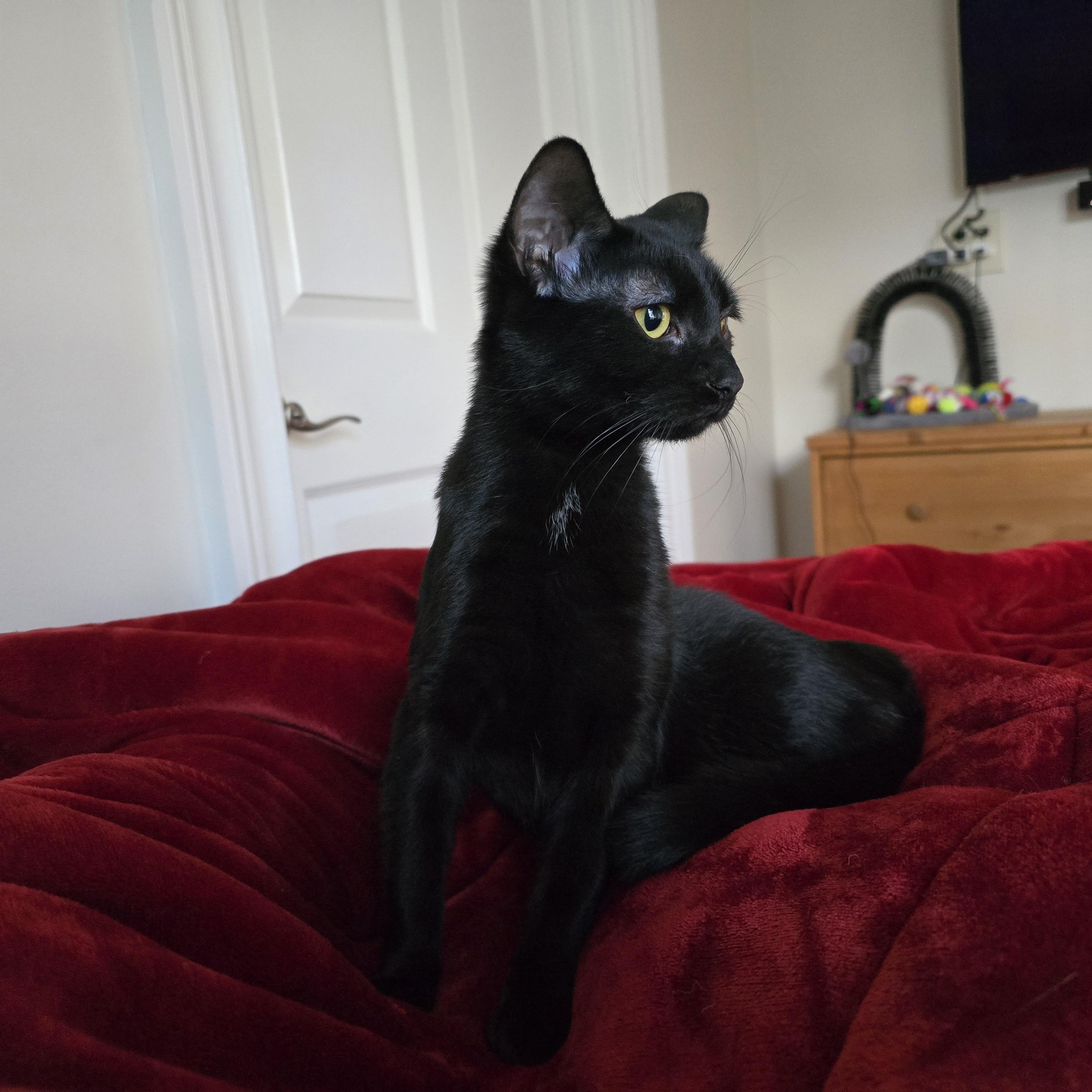 Enlarge Lilith, a Adoptable Domestic Short Hair in Woodbridge, NJ image 3/5