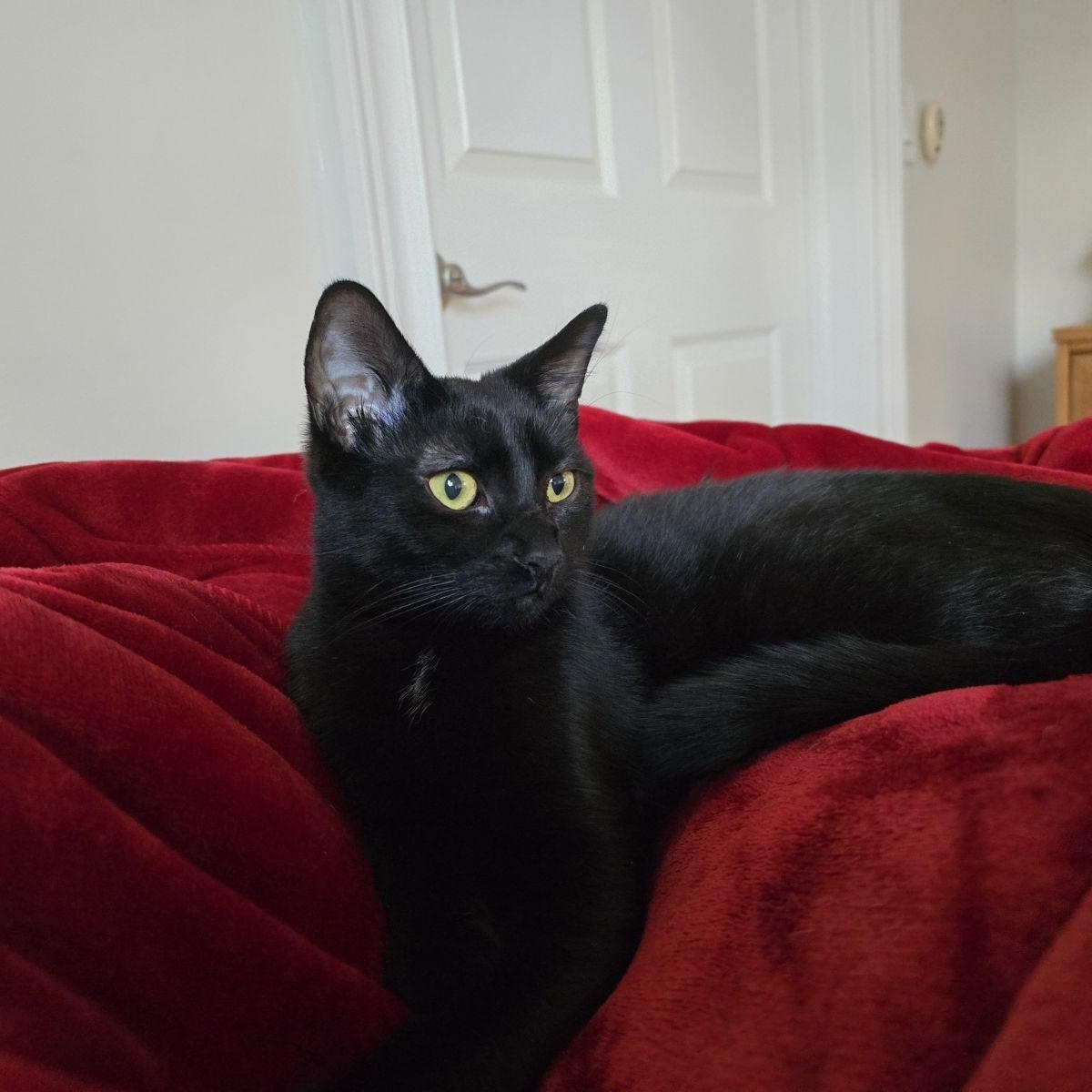 Enlarge Lilith, a Adoptable Domestic Short Hair in Woodbridge, NJ image 4/5