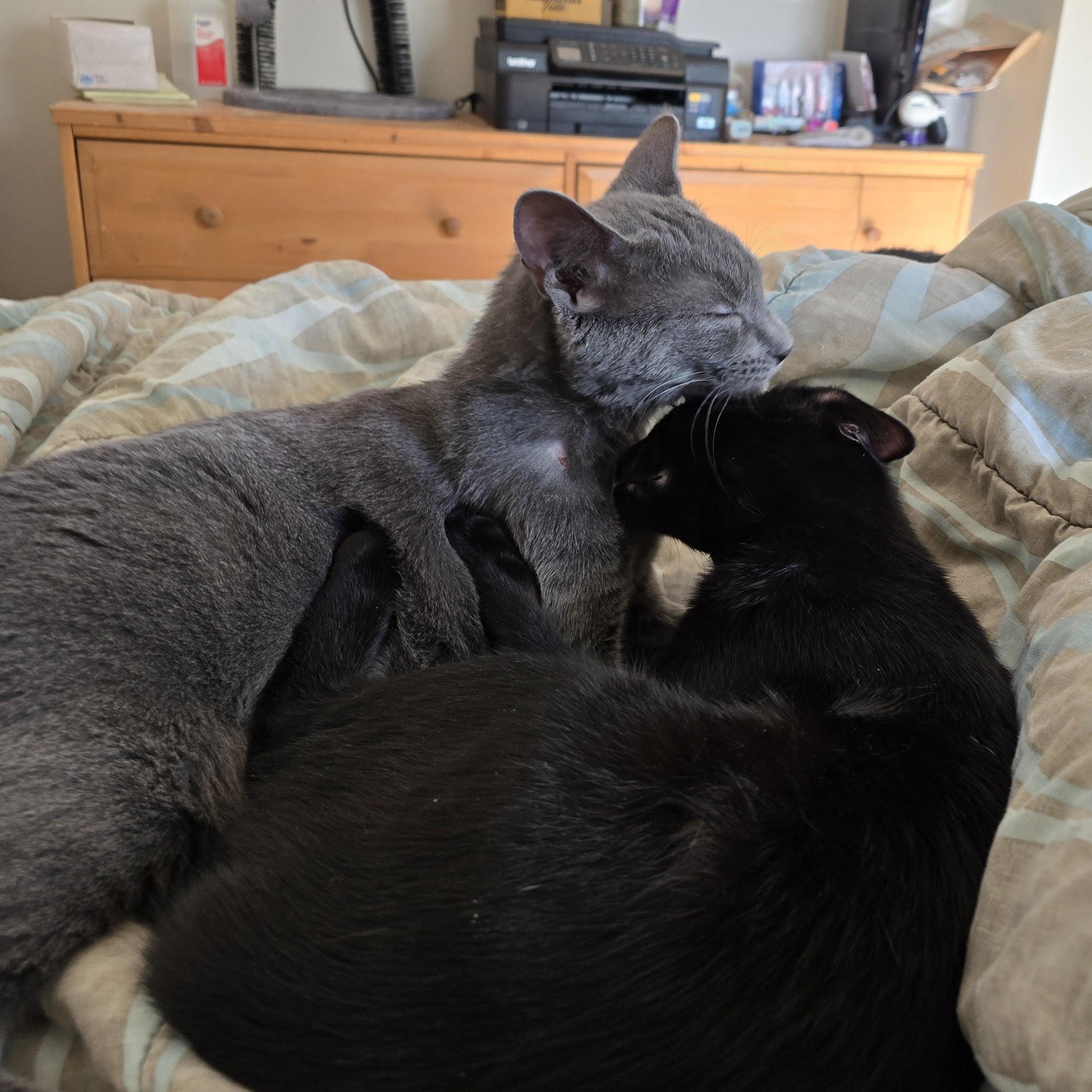 Enlarge Lilith, a Adoptable Domestic Short Hair in Woodbridge, NJ image 5/5