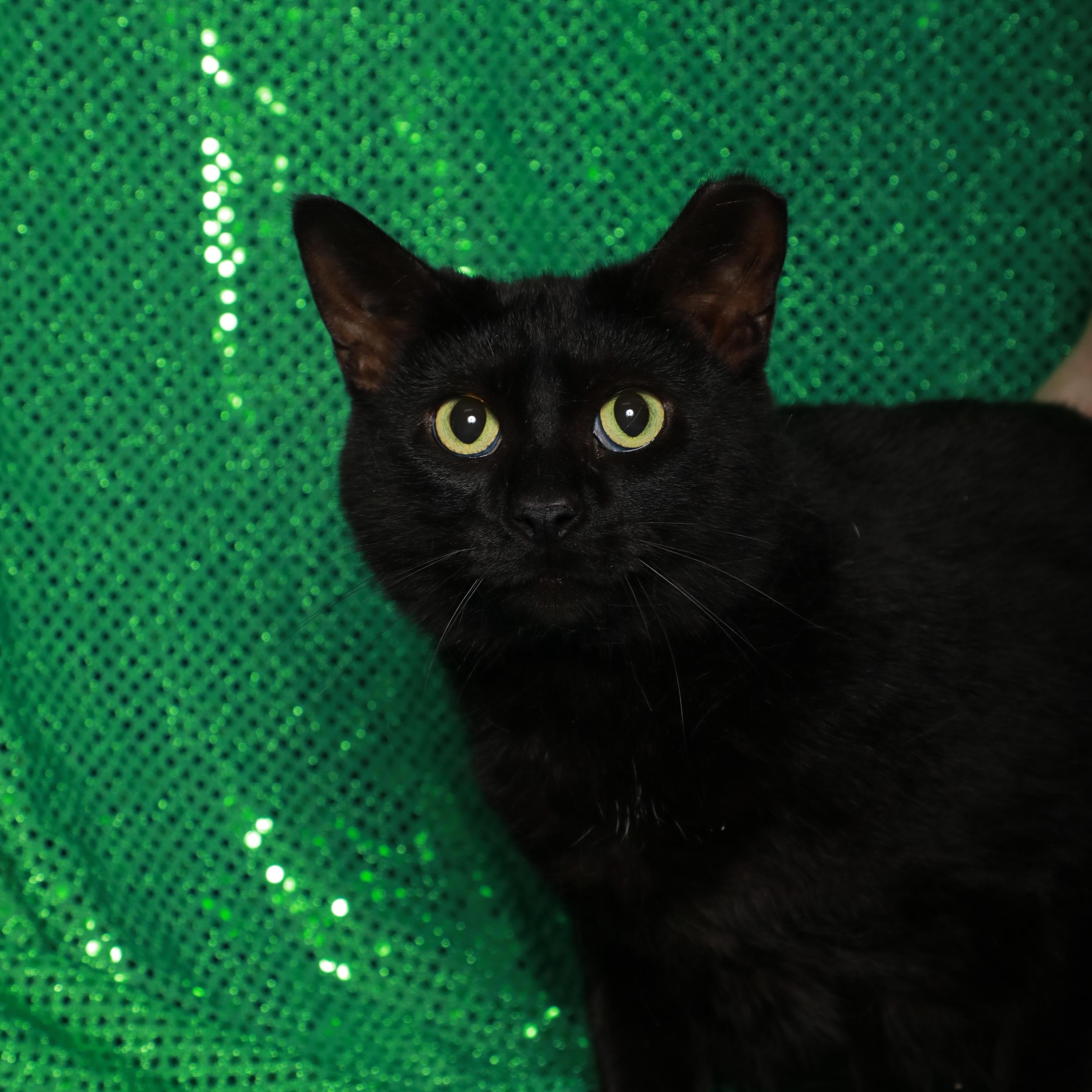 Kinleigh, Adoptable, Adult Female Domestic Short Hair.