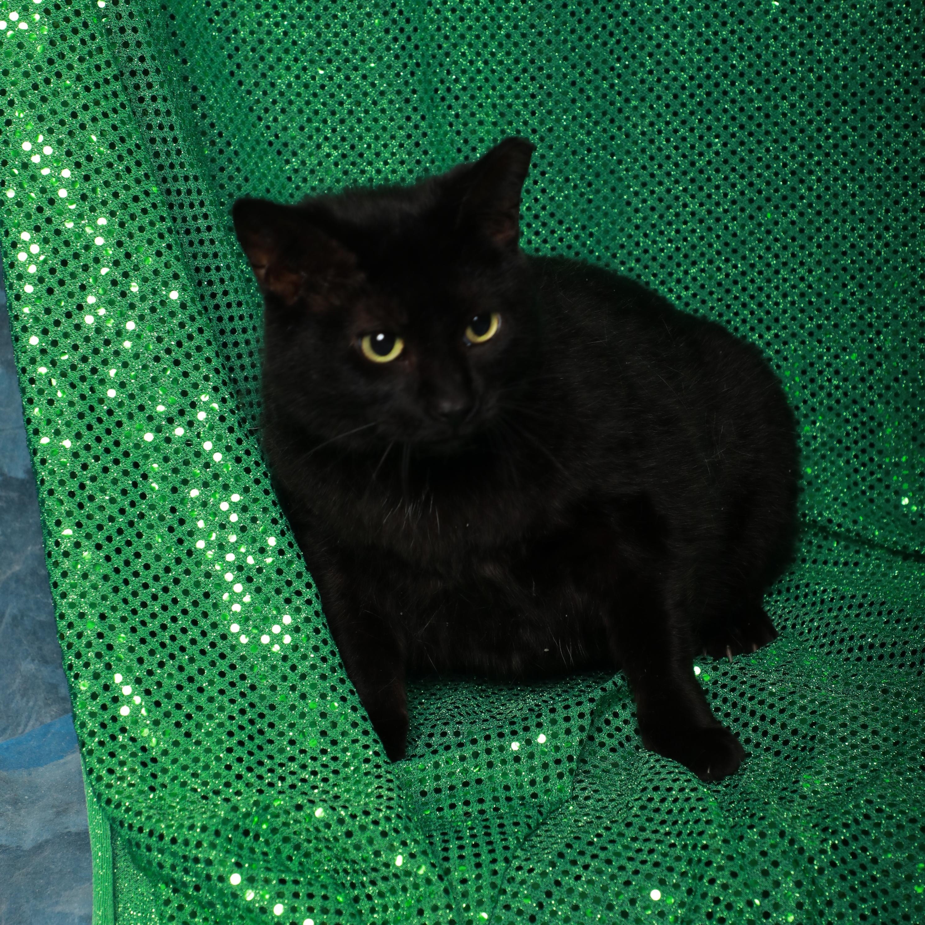 Kinleigh, a Adoptable Domestic Short Hair image 2/2