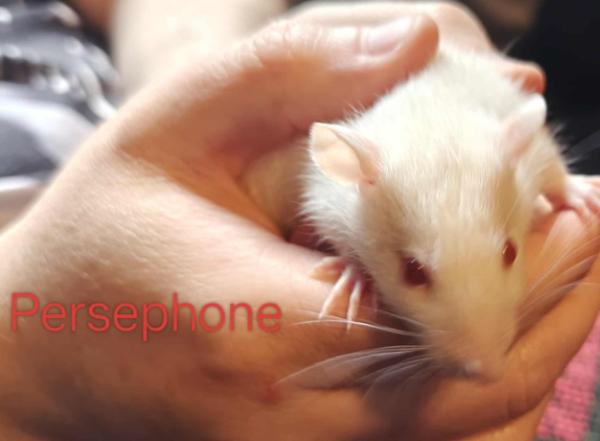 Enlarge Persephone, a Adoptable Rat in Merrimack, NH image 1/1