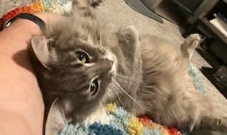 Enlarge Freyja, a ADOPTABLE mixed breed in Gladstone, OR image 6/6
