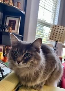 Freyja, ADOPTABLE, Young Female Tabby & Domestic Long Hair.