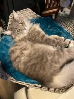 Enlarge Freyja, a ADOPTABLE mixed breed in Gladstone, OR image 2/6