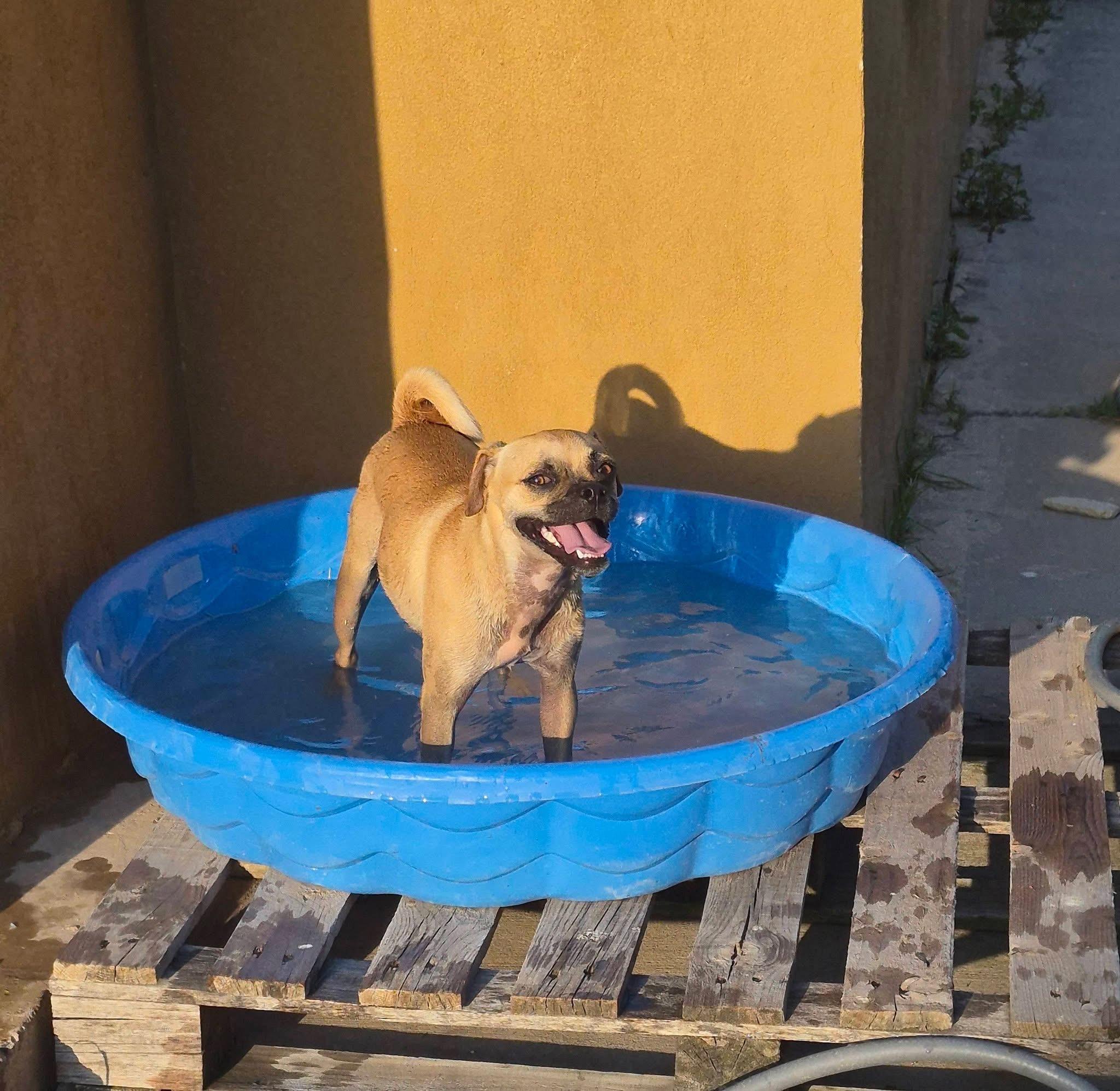 Catalina, Adoptable, Young Female Pug & Beagle.