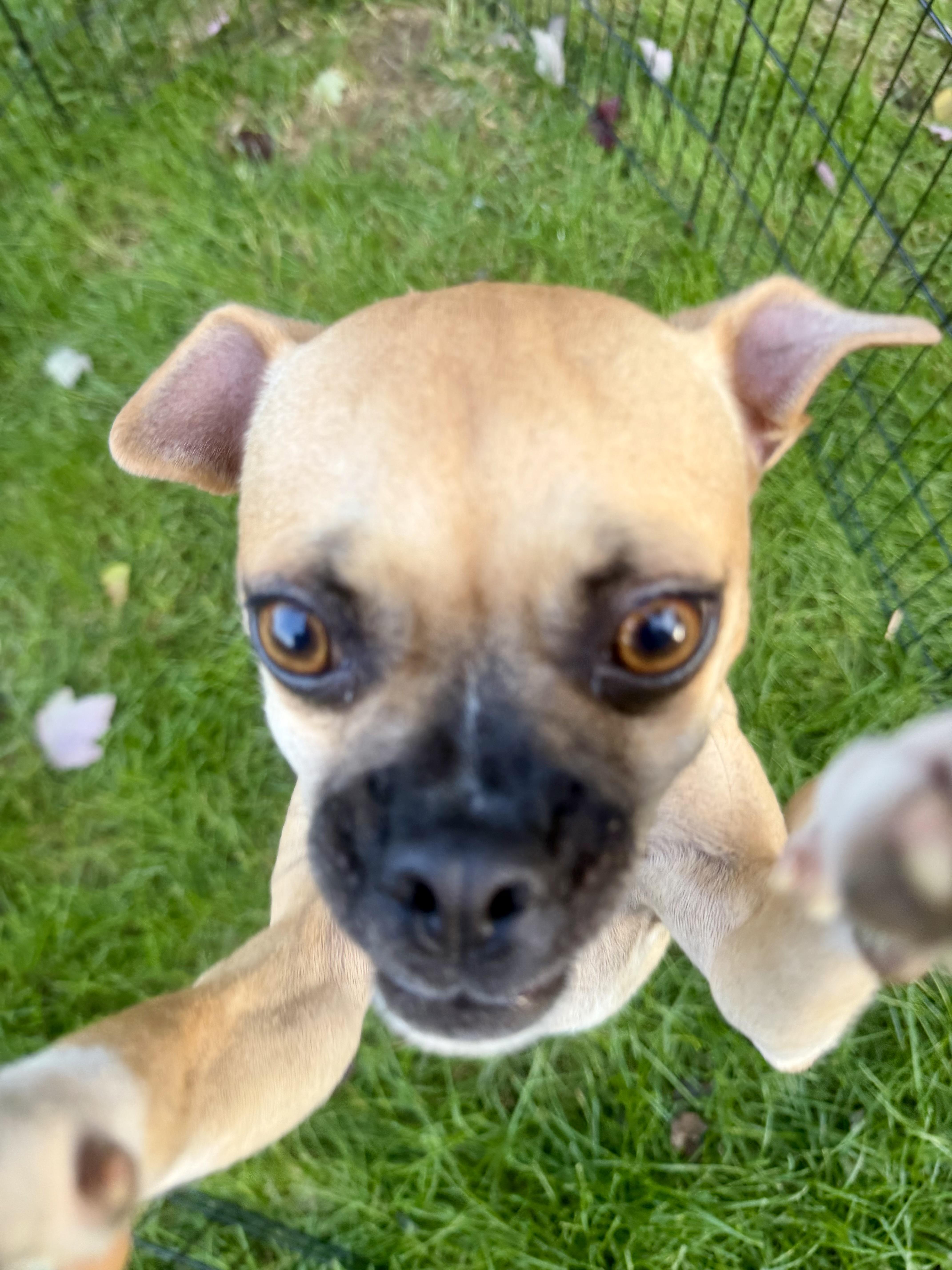 Enlarge Catalina, a Adoptable mixed breed in Gainesville, VA image 3/6