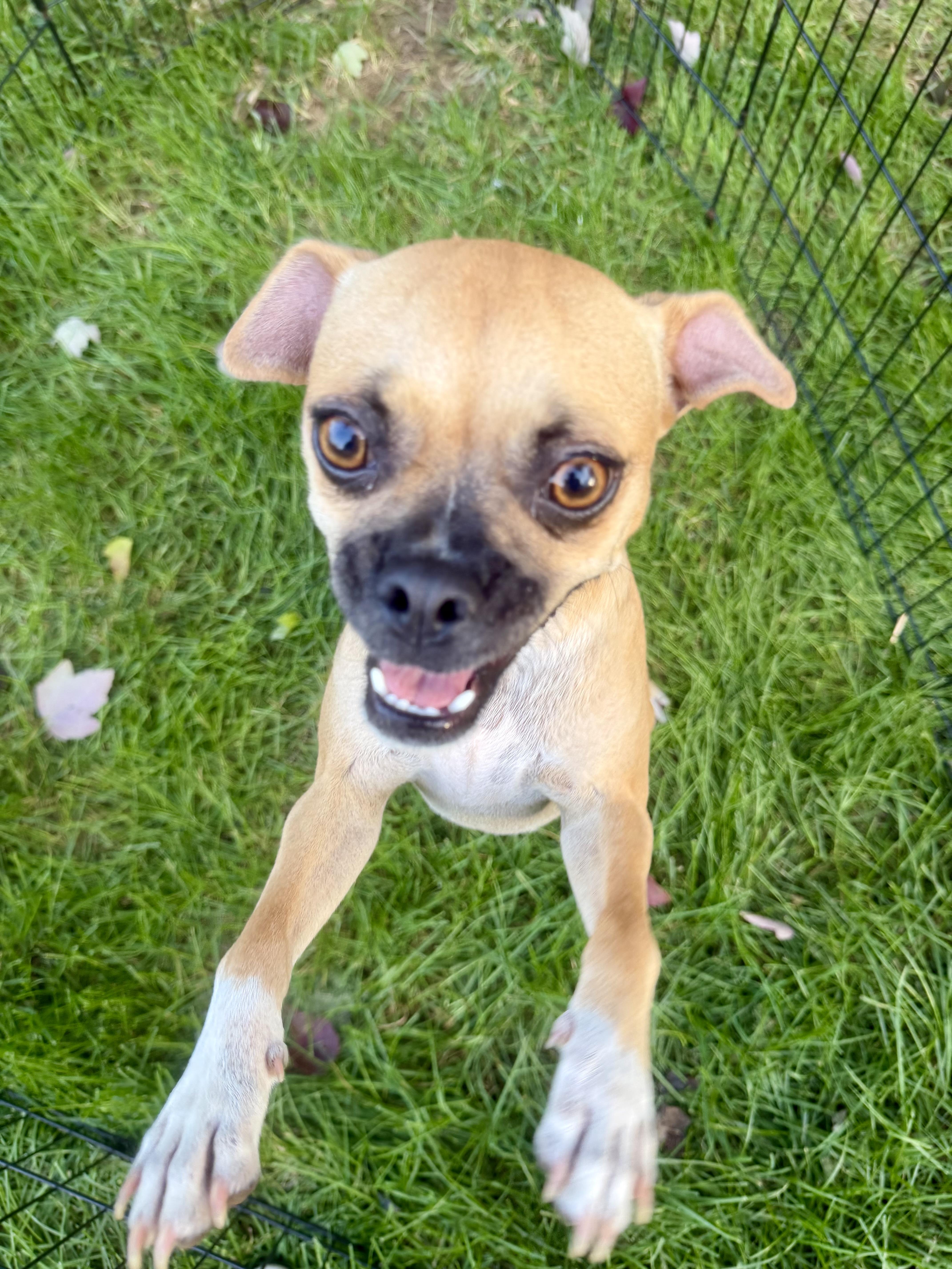 Enlarge Catalina, a Adoptable mixed breed in Gainesville, VA image 2/6
