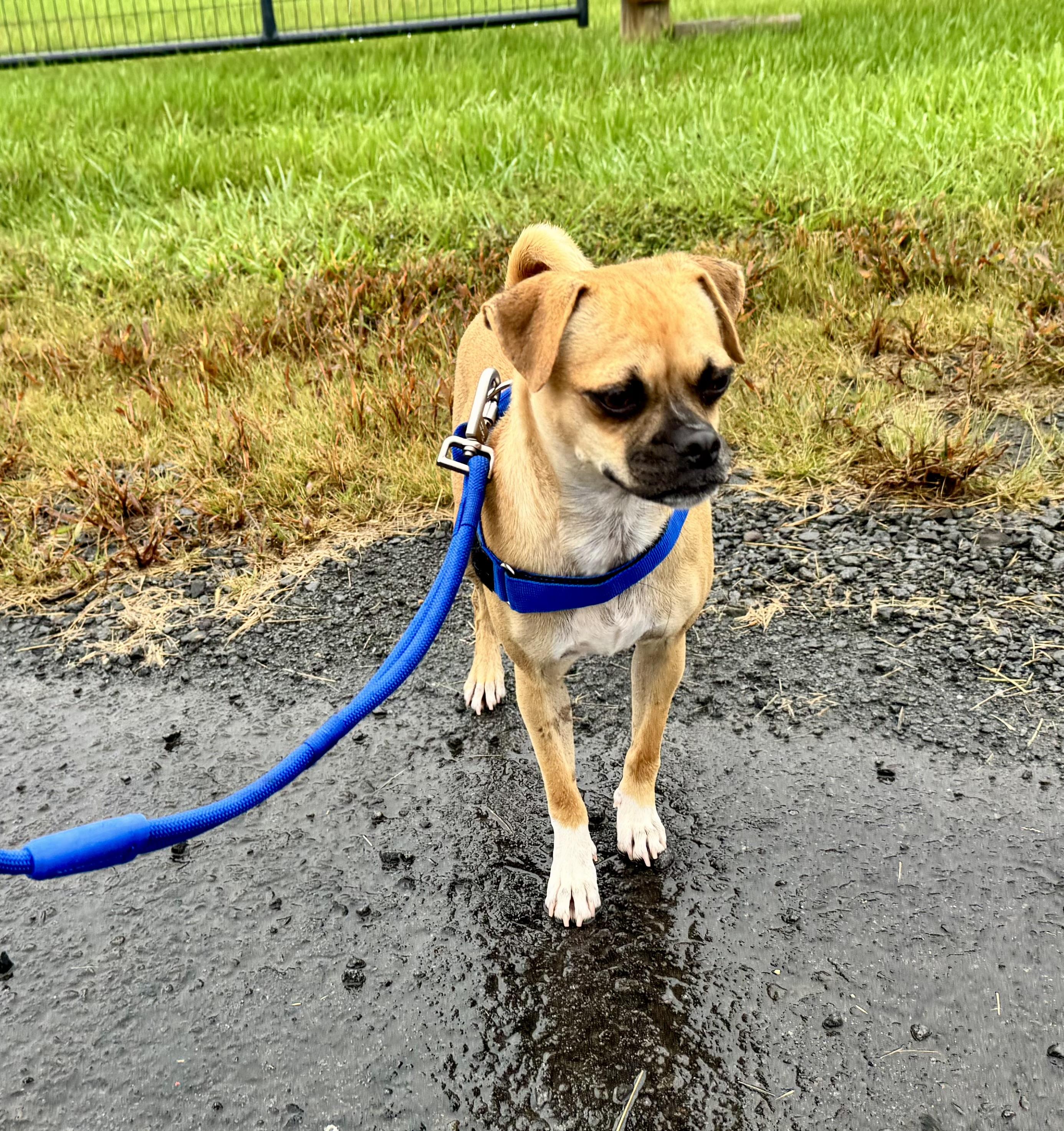 Enlarge Catalina, a Adoptable mixed breed in Gainesville, VA image 6/6