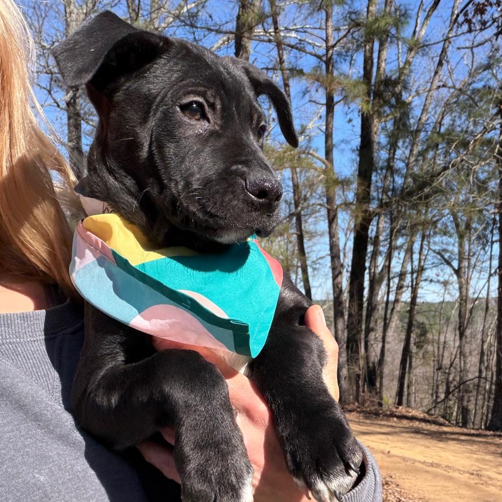 Dancy, Adoptable, Puppy Female Black Labrador Retriever & Pit Bull Terrier.