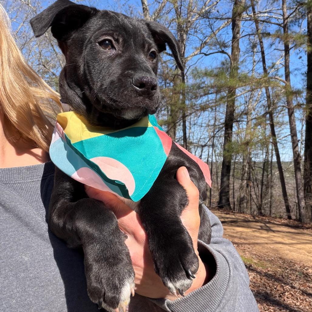 Dancy — thumbnail 2