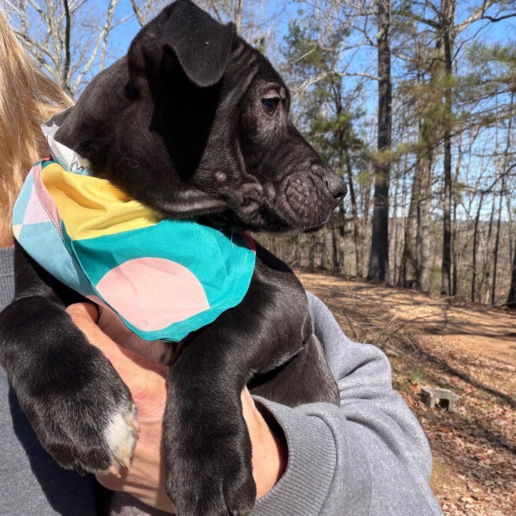 Dancy — thumbnail 3