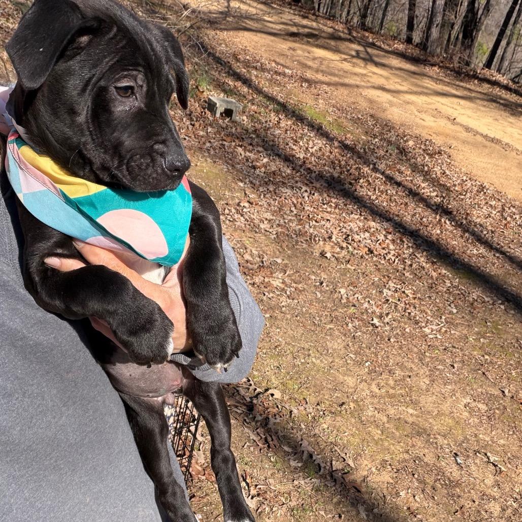 Dancy — thumbnail 4