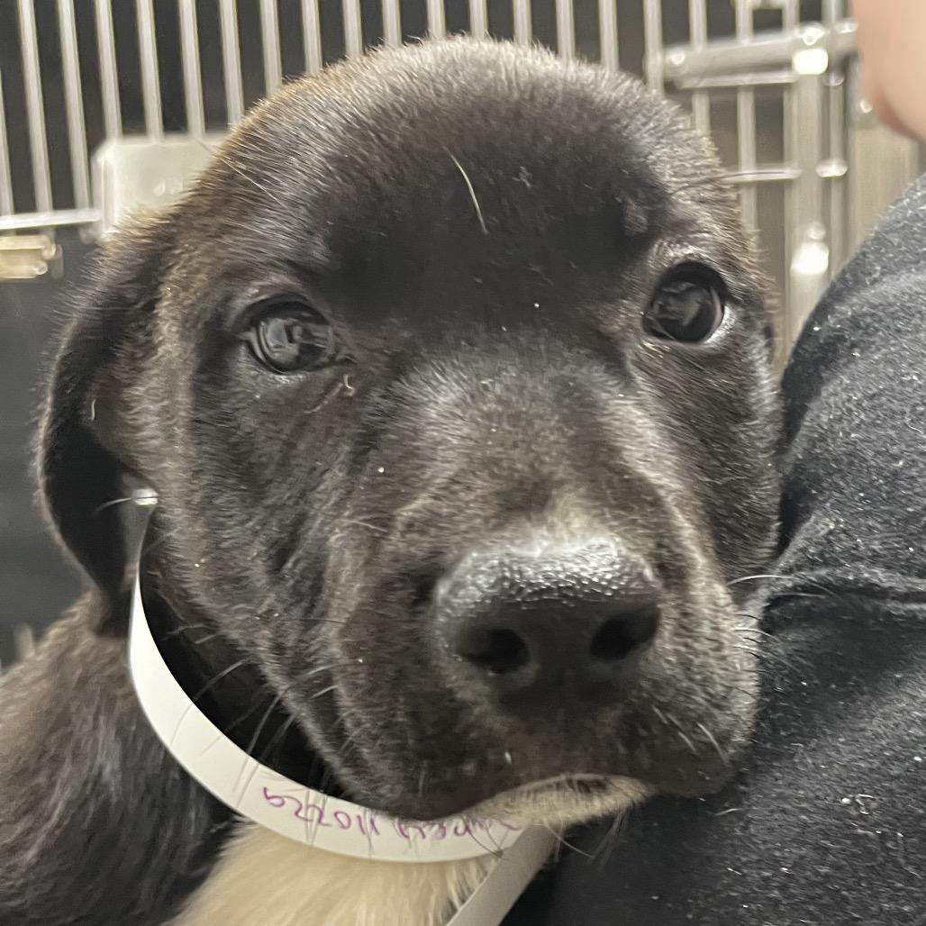 Dancy — thumbnail 5