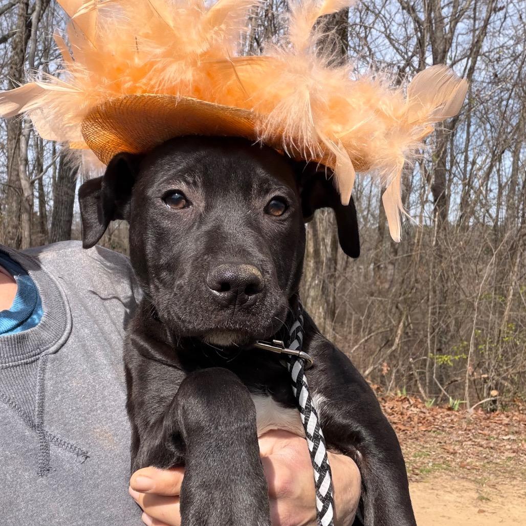 Dancy — thumbnail 6