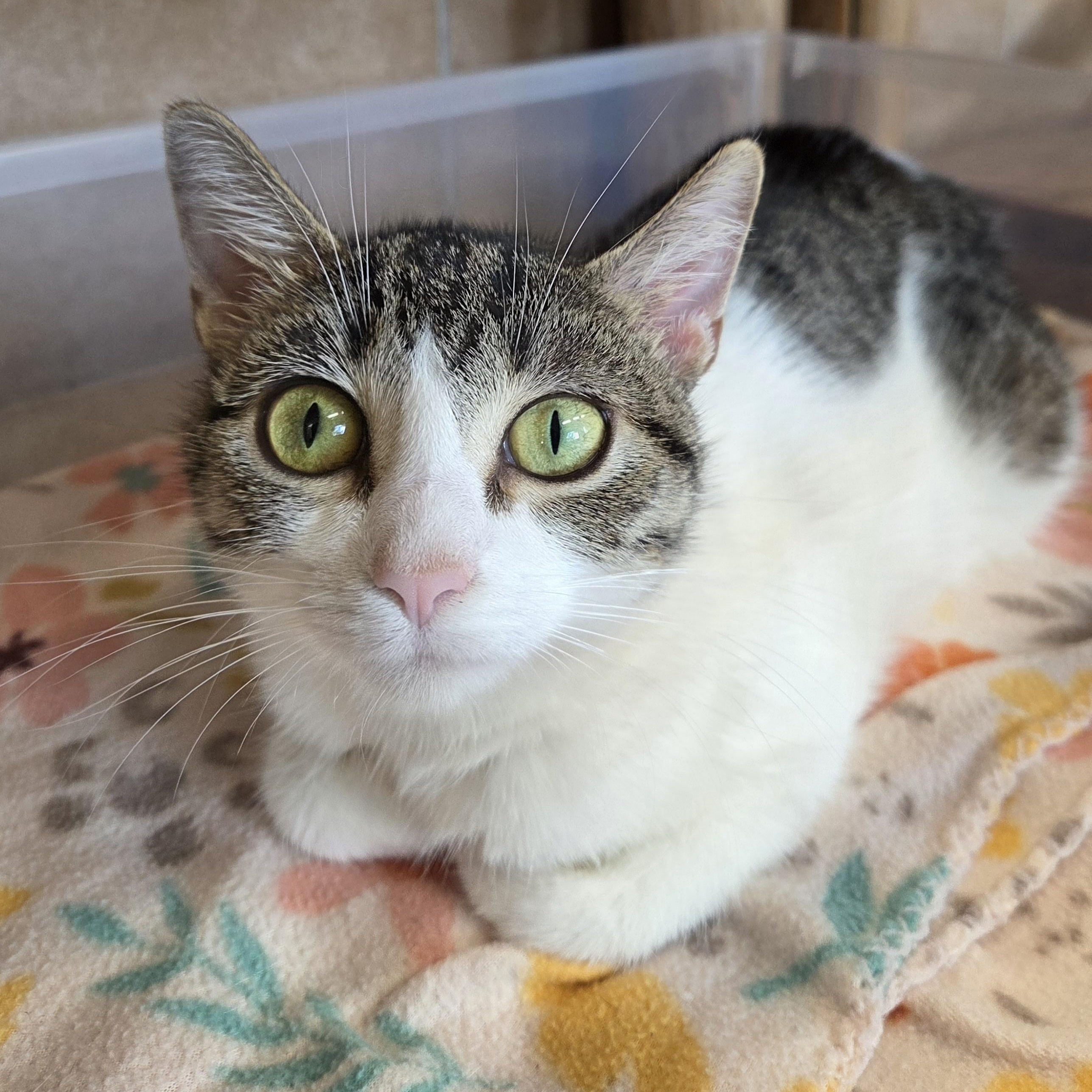 Kahlua, ADOPTABLE, Young Female Domestic Short Hair.