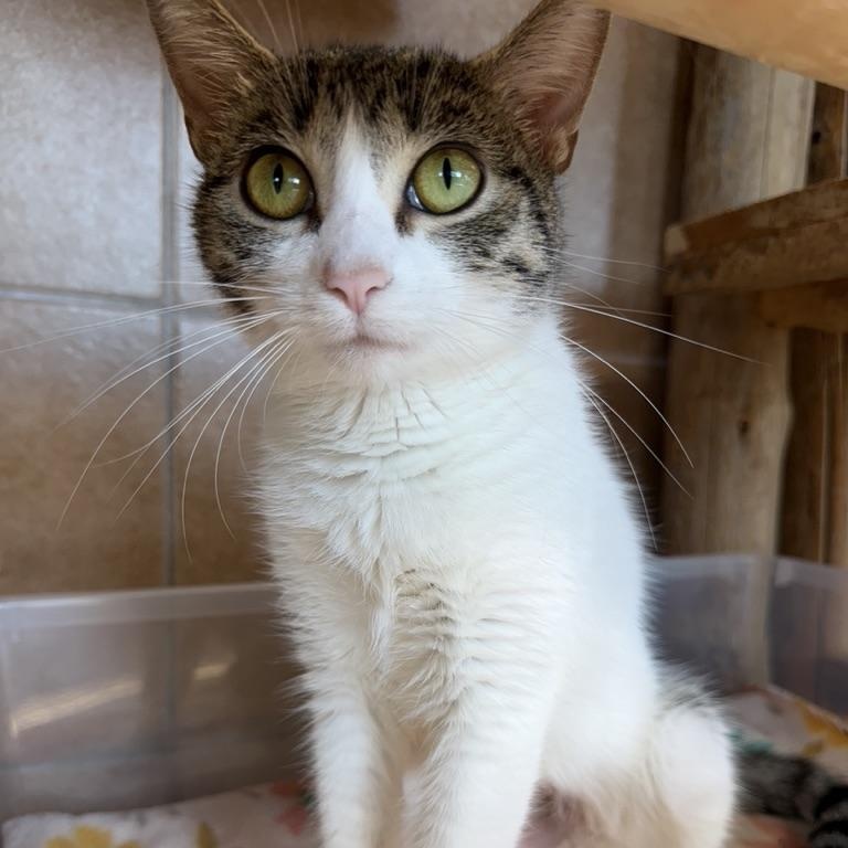 Kahlua, a ADOPTABLE mixed breed in Park Rapids, MN image 2/2