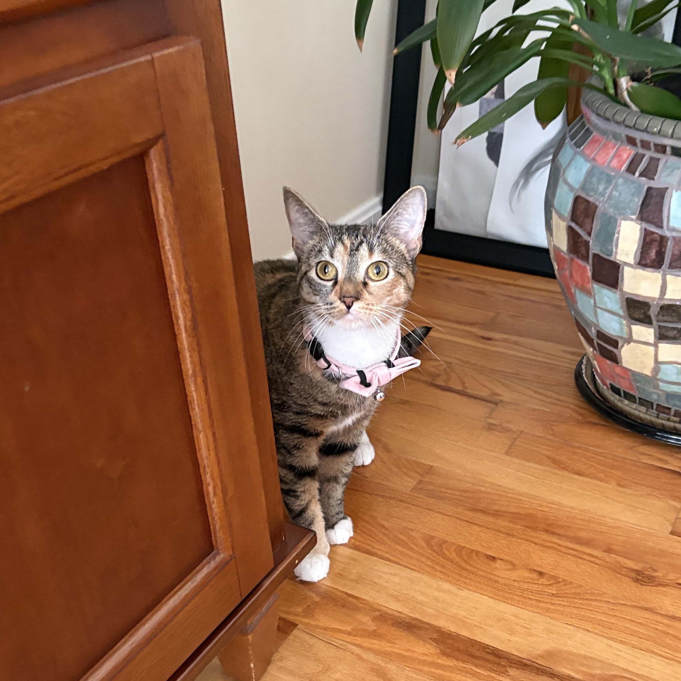 MAYA, Adoptable, Adult Female Domestic Short Hair.