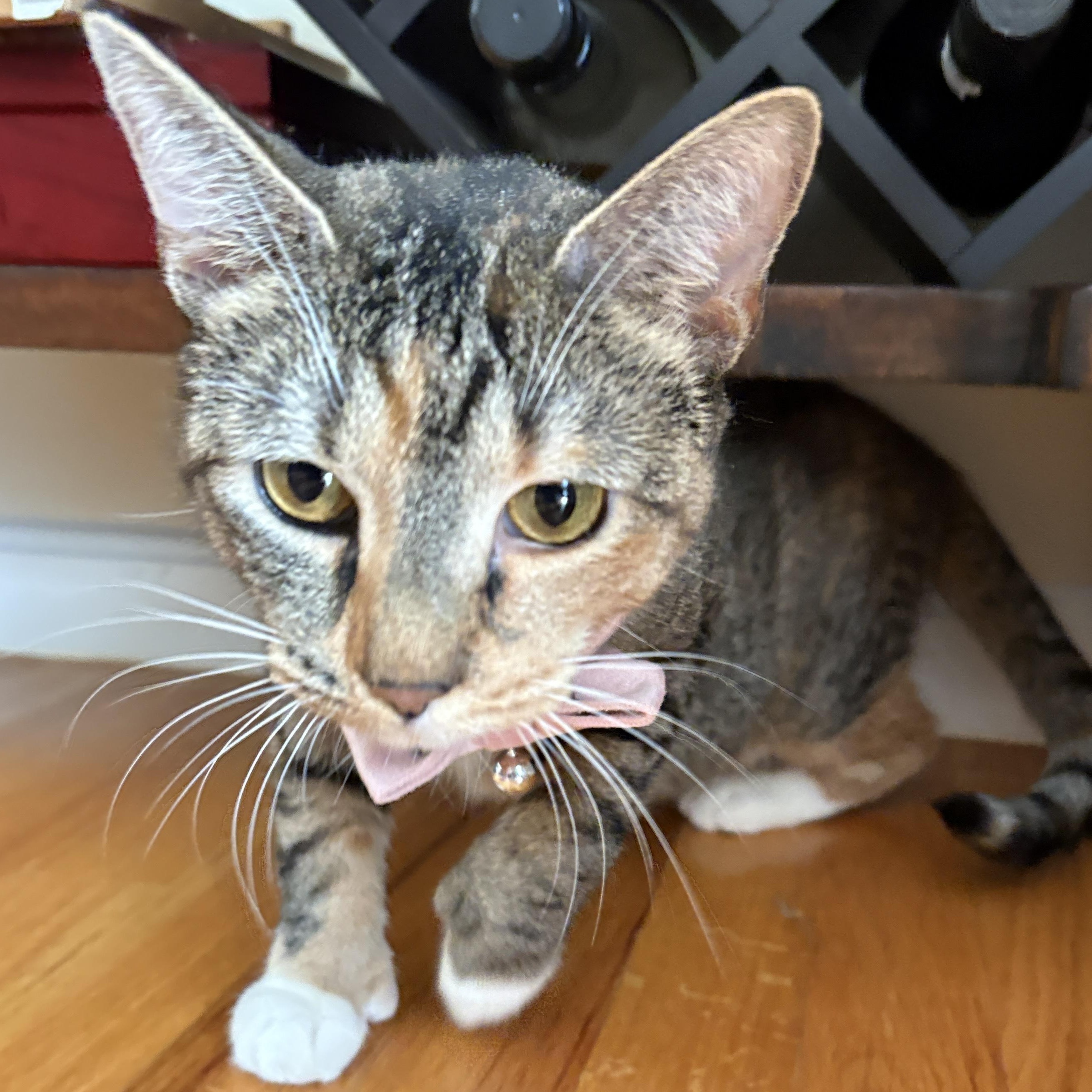 Enlarge MAYA, a Adoptable Domestic Short Hair in East Greenwich, RI image 2/6