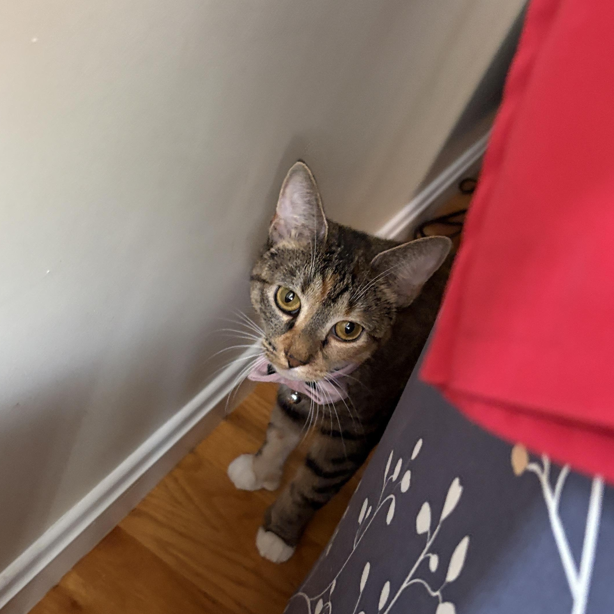 Enlarge MAYA, a Adoptable Domestic Short Hair in East Greenwich, RI image 5/6