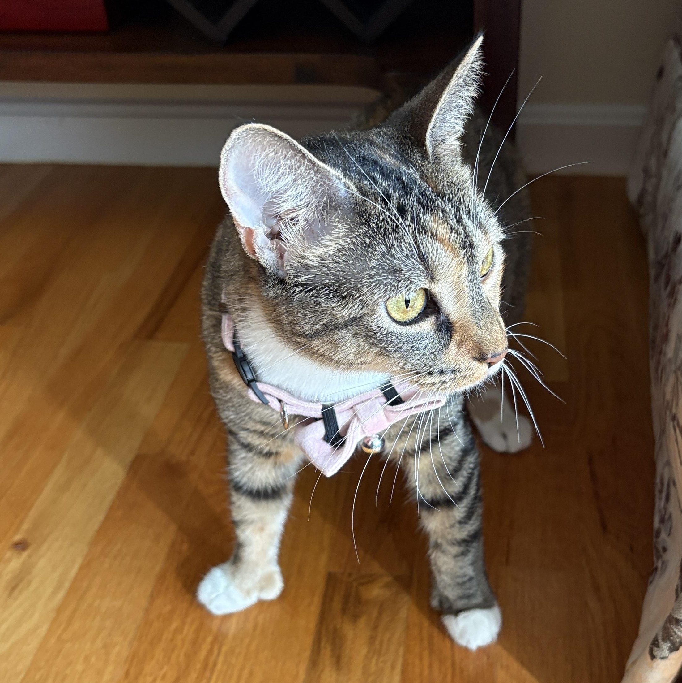 Enlarge MAYA, a Adoptable Domestic Short Hair in East Greenwich, RI image 3/6