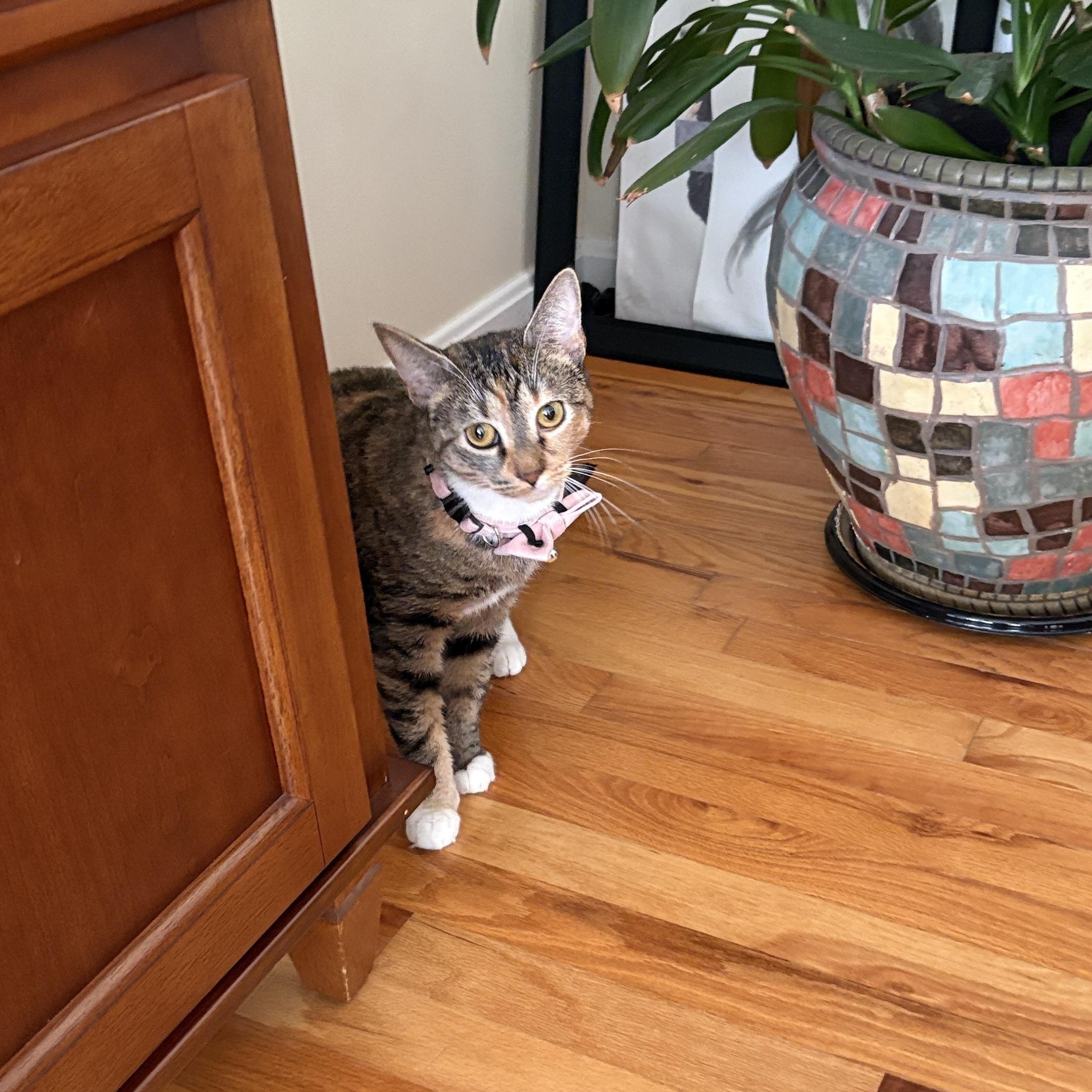 Enlarge MAYA, a Adoptable Domestic Short Hair in East Greenwich, RI image 4/6