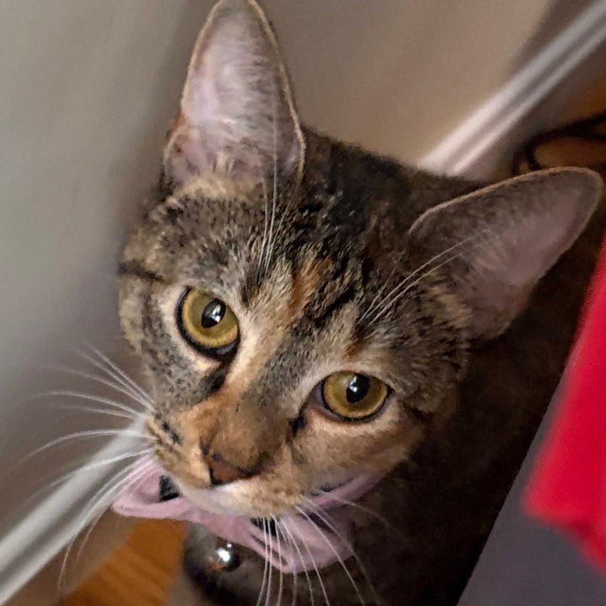 Enlarge MAYA, a Adoptable Domestic Short Hair in East Greenwich, RI image 6/6