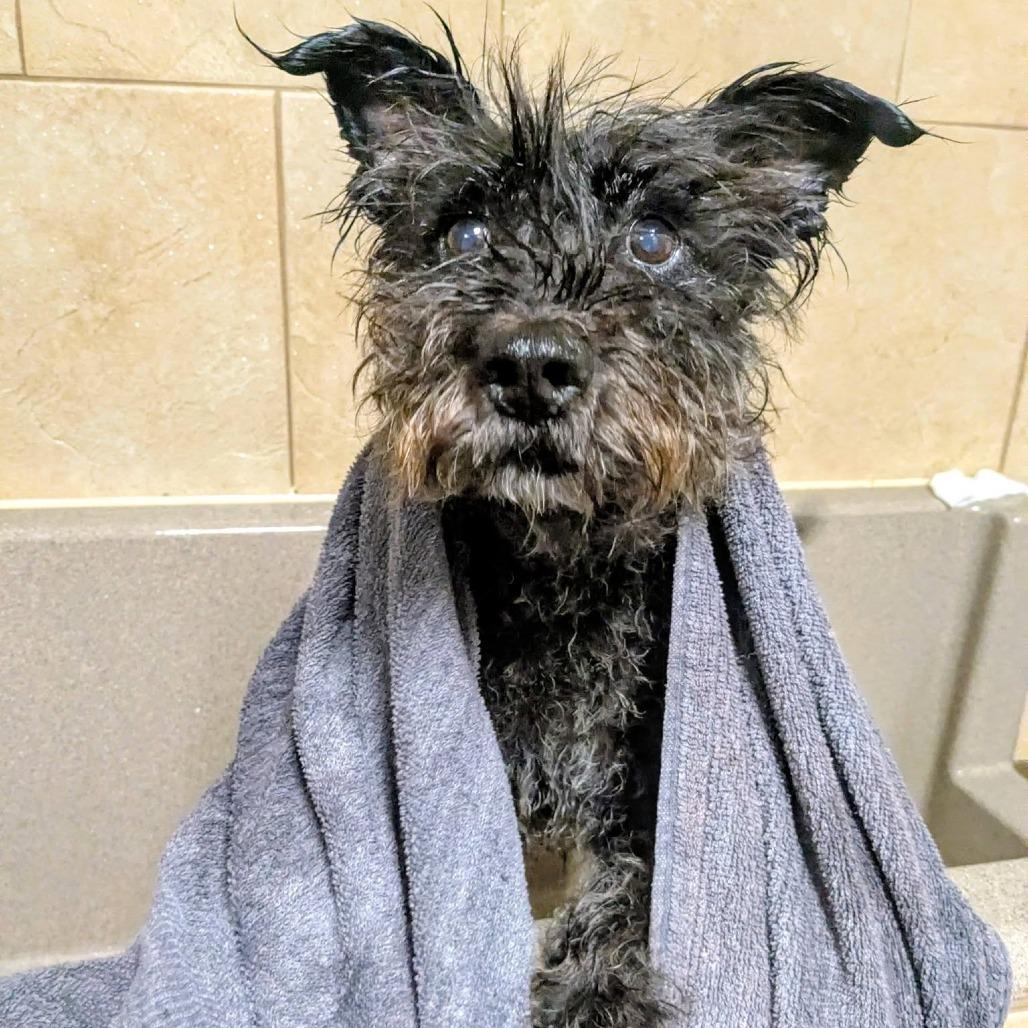 Nicki, a Adoptable Terrier in Ramona, CA image 1/6