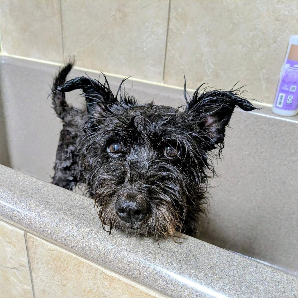 Nicki, a Adoptable Terrier in Ramona, CA image 2/6