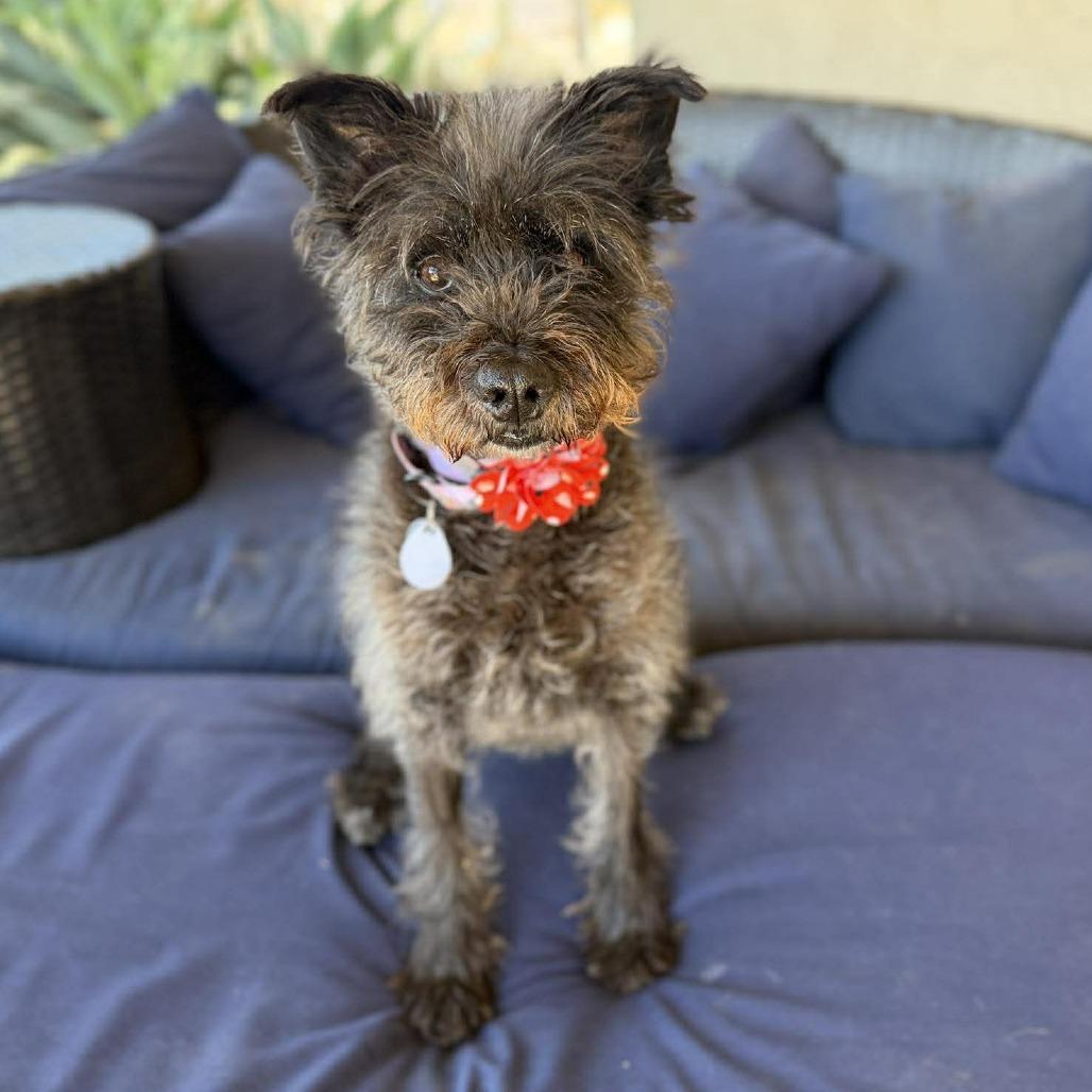 Nicki, a Adoptable Terrier in Ramona, CA image 3/6