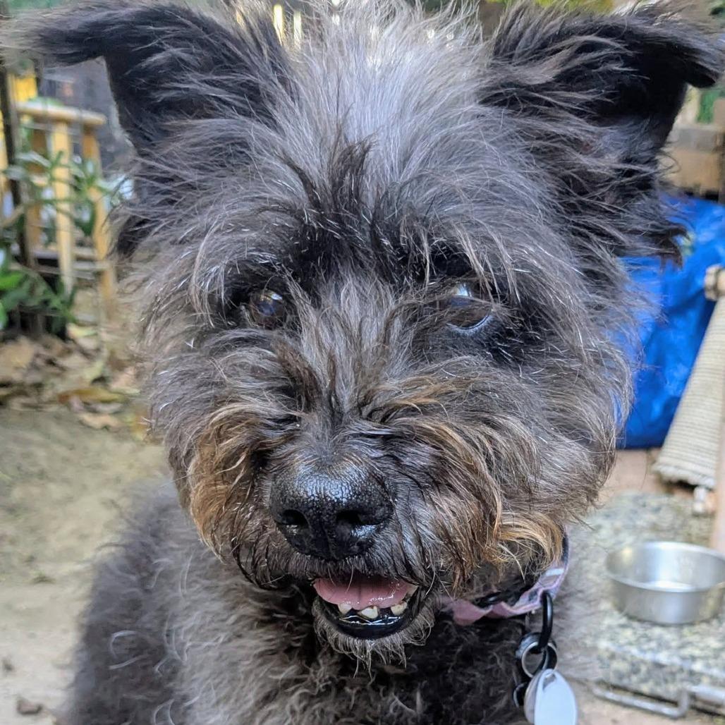 Nicki, a Adoptable Terrier in Ramona, CA image 4/6