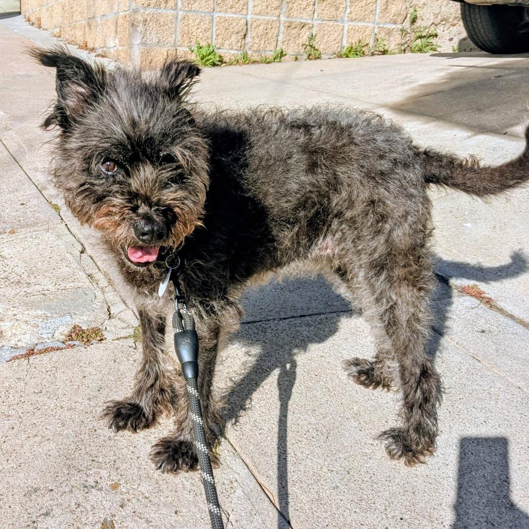 Nicki, a Adoptable Terrier in Ramona, CA image 6/6